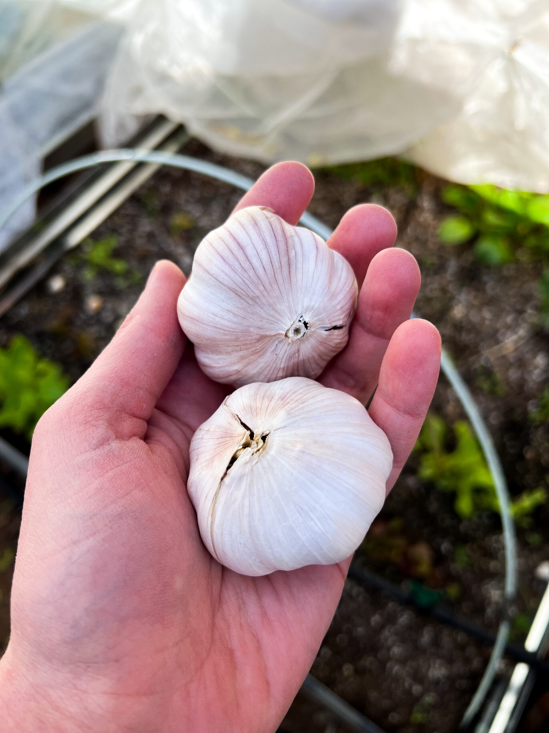 Two seed garlic bulbs ready to plant