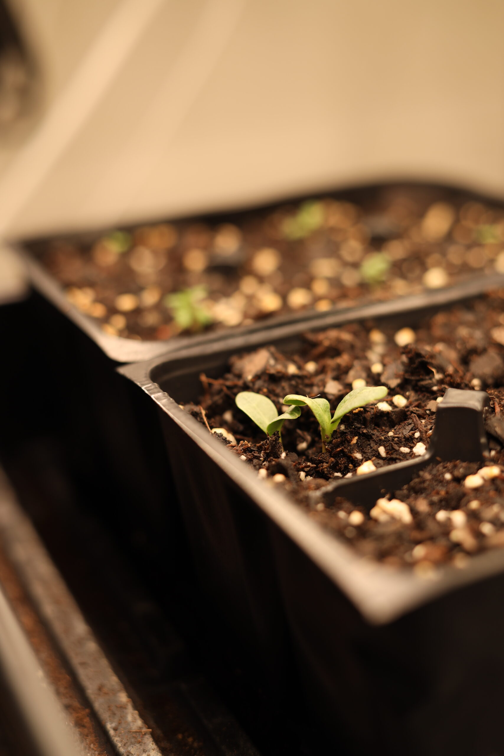 how to start seeds indoors