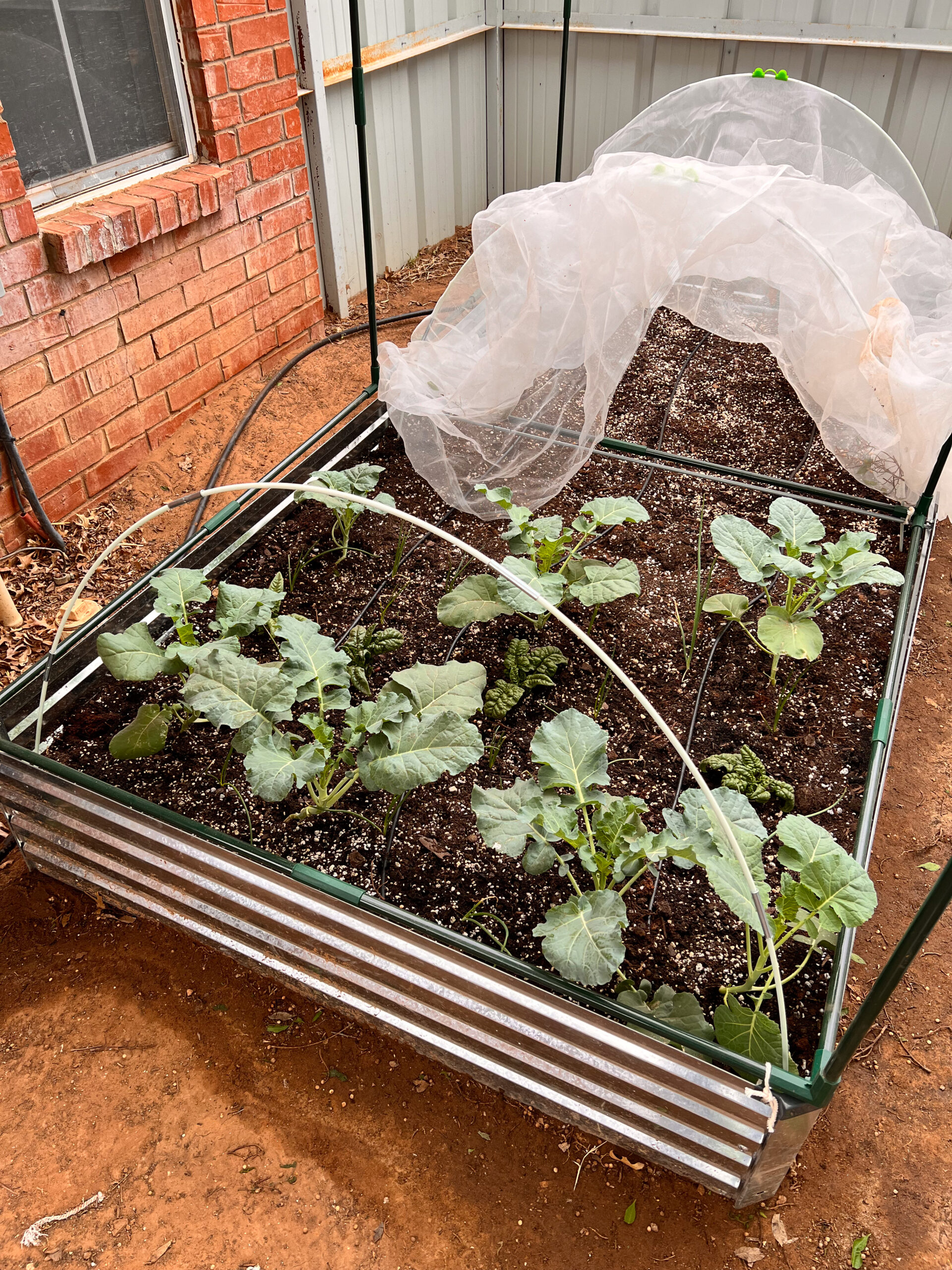 Planting in a new raised bed