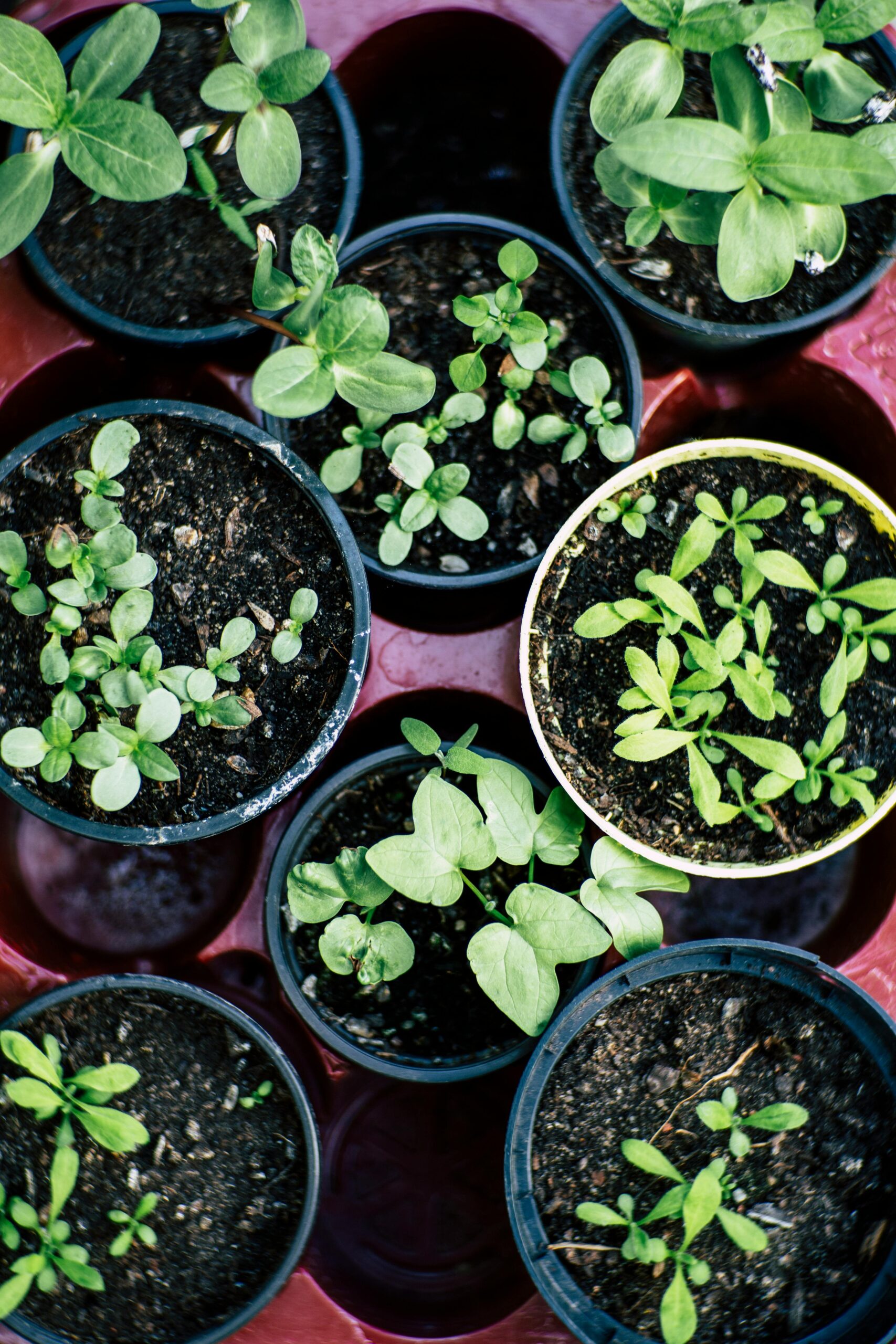 Seedlings in pots in a small space vegetable garden or urban homestead