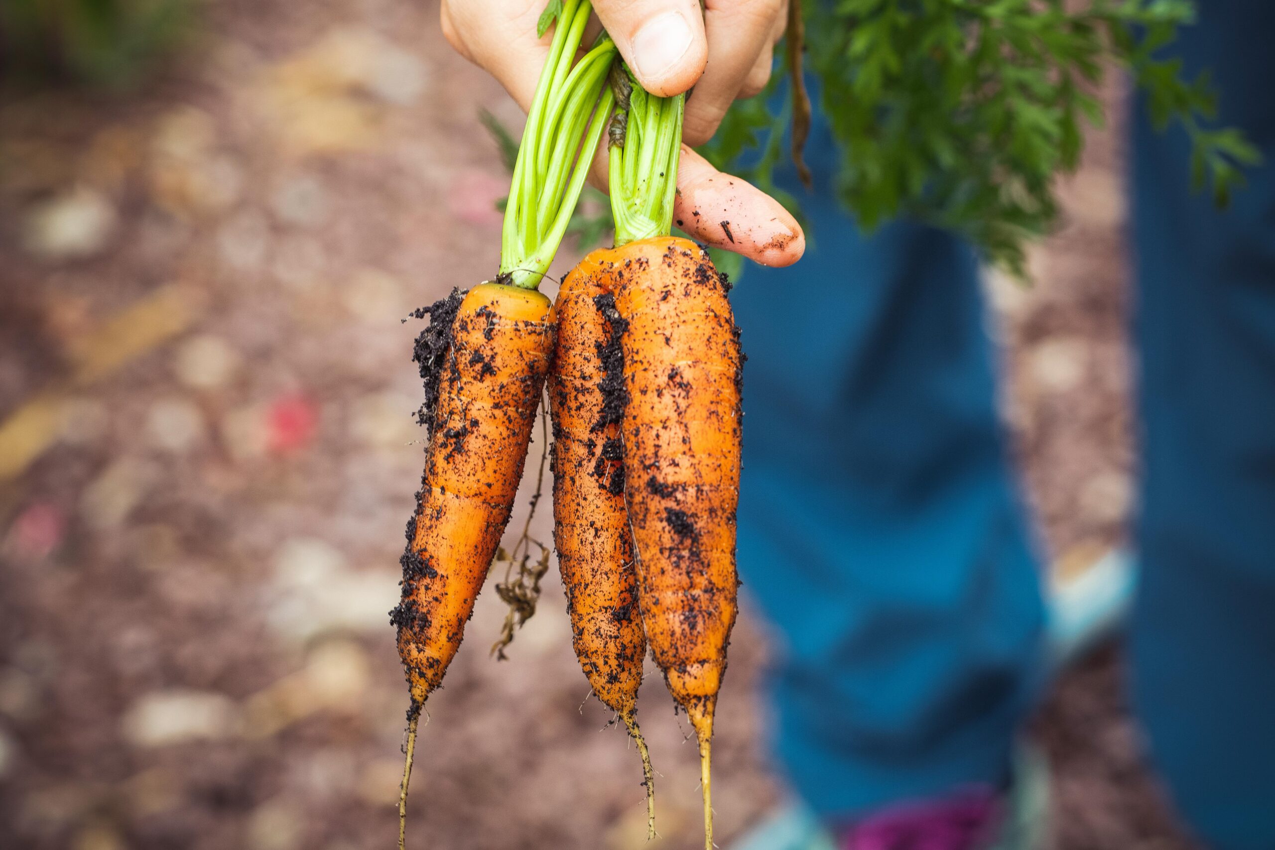 To harvest carrots, gently loosen the soil around them before pulling them out.