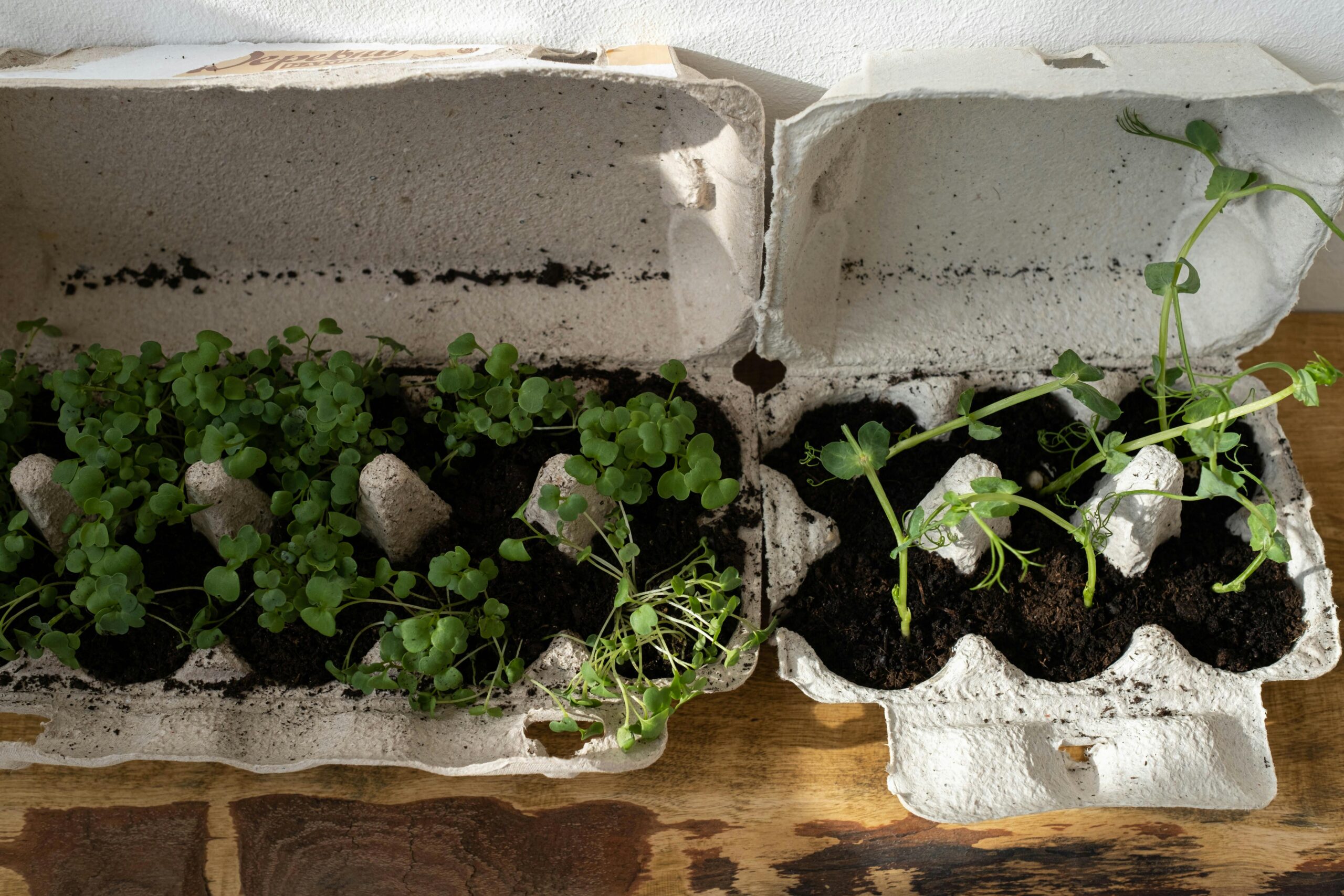 growing plants in egg cartons on a windowsill is an example of small-space gardening for beginners