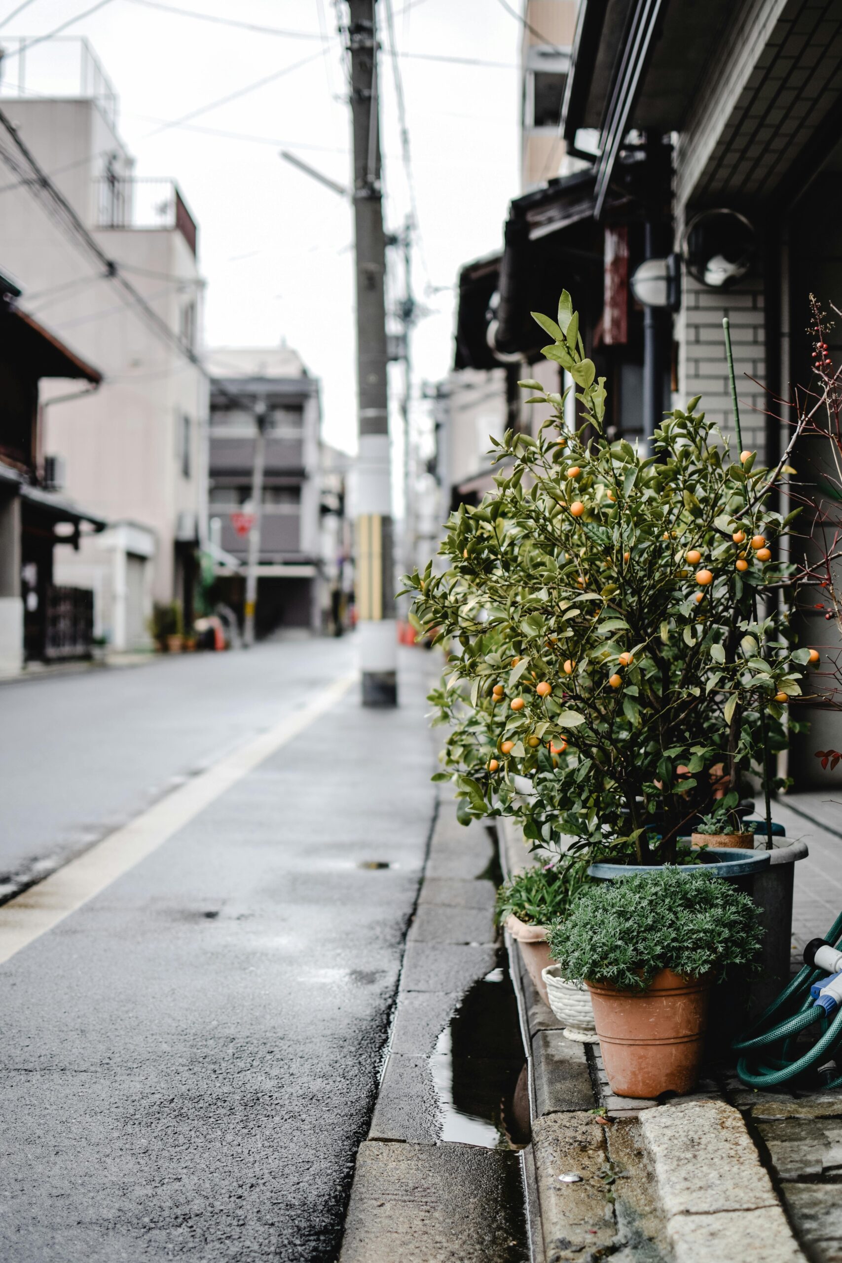 urban gardening for beginners included in this image of tomatoes growing in a container on a city street