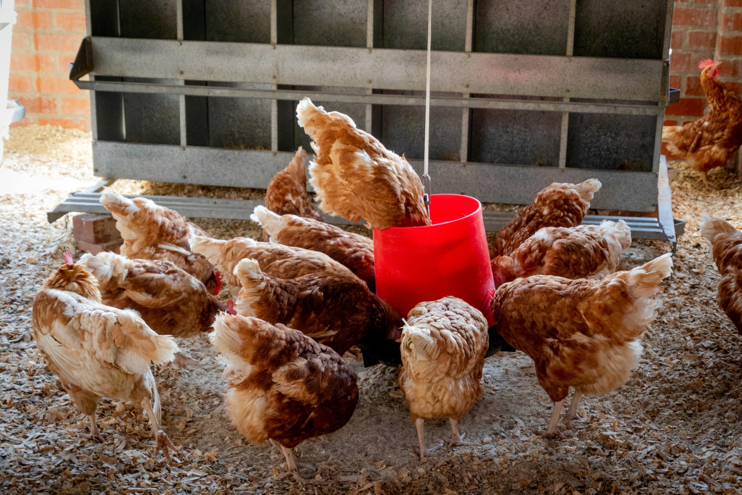 Chickens feeding showing how to feed chickens without store bought feed and best crops to grow for chicken feed