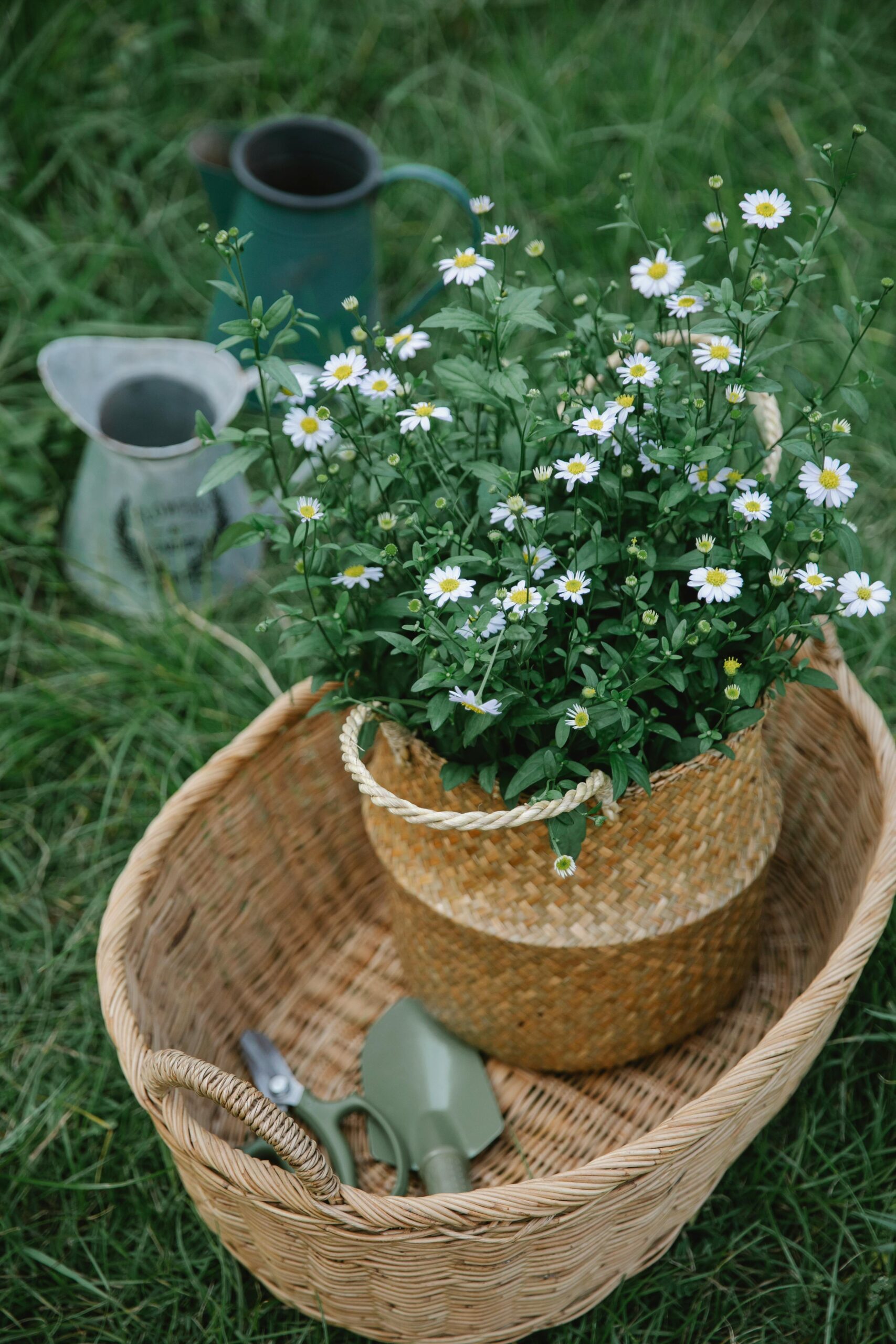 container gardening ideas on a small-scale homestead include this basket that is repurposed as a plant pot
