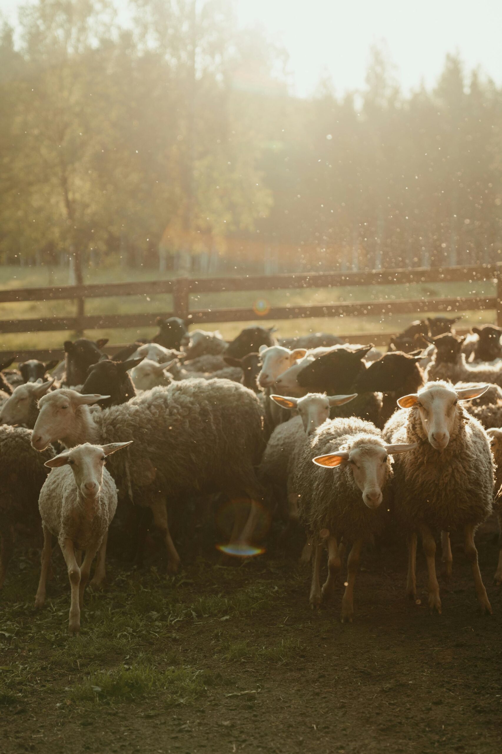Sheep on a farm where farmers learn homesteading for beginners and avoid homestead failure