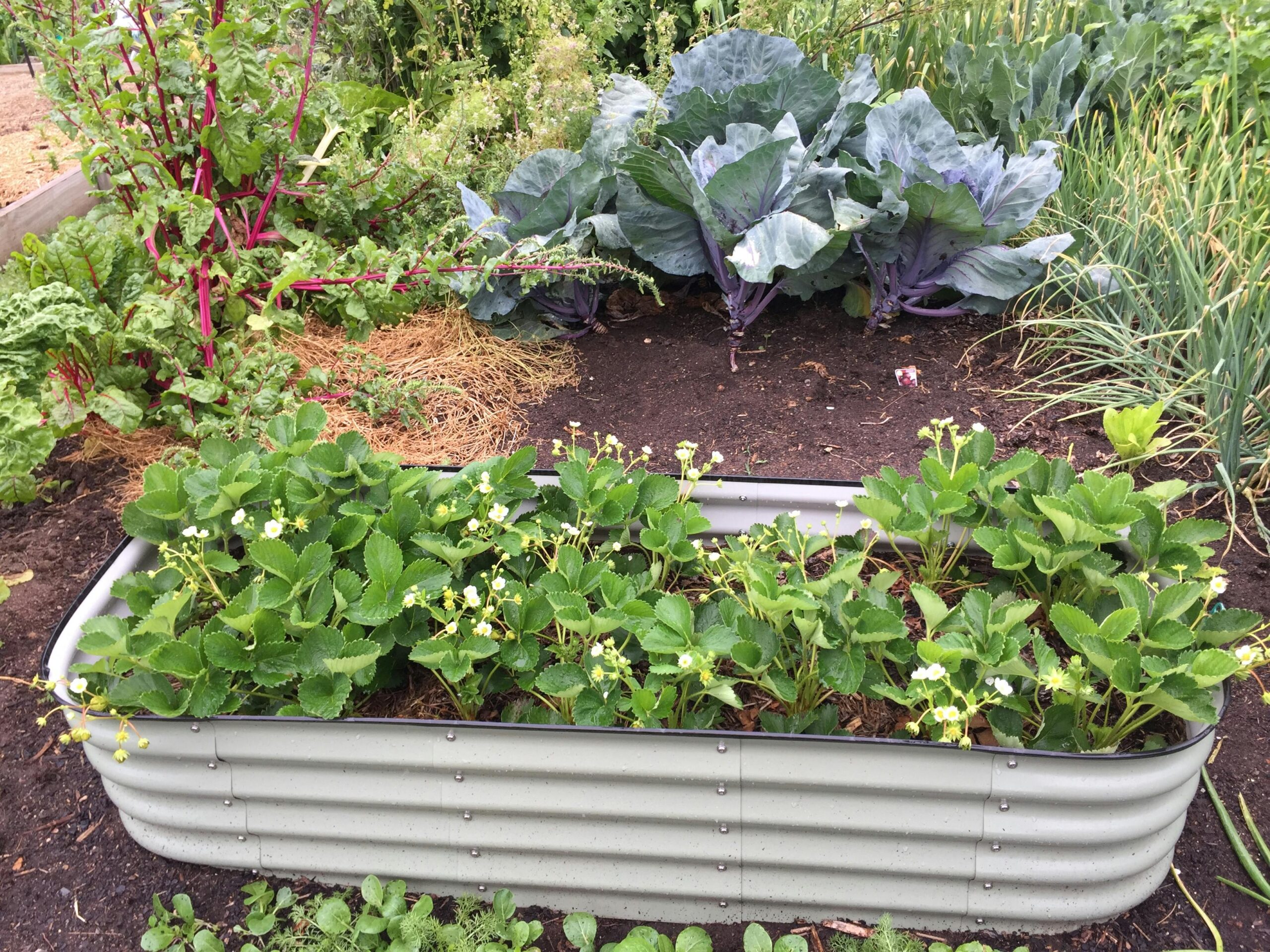 A homestead vegetable garden including companion planting for beginners