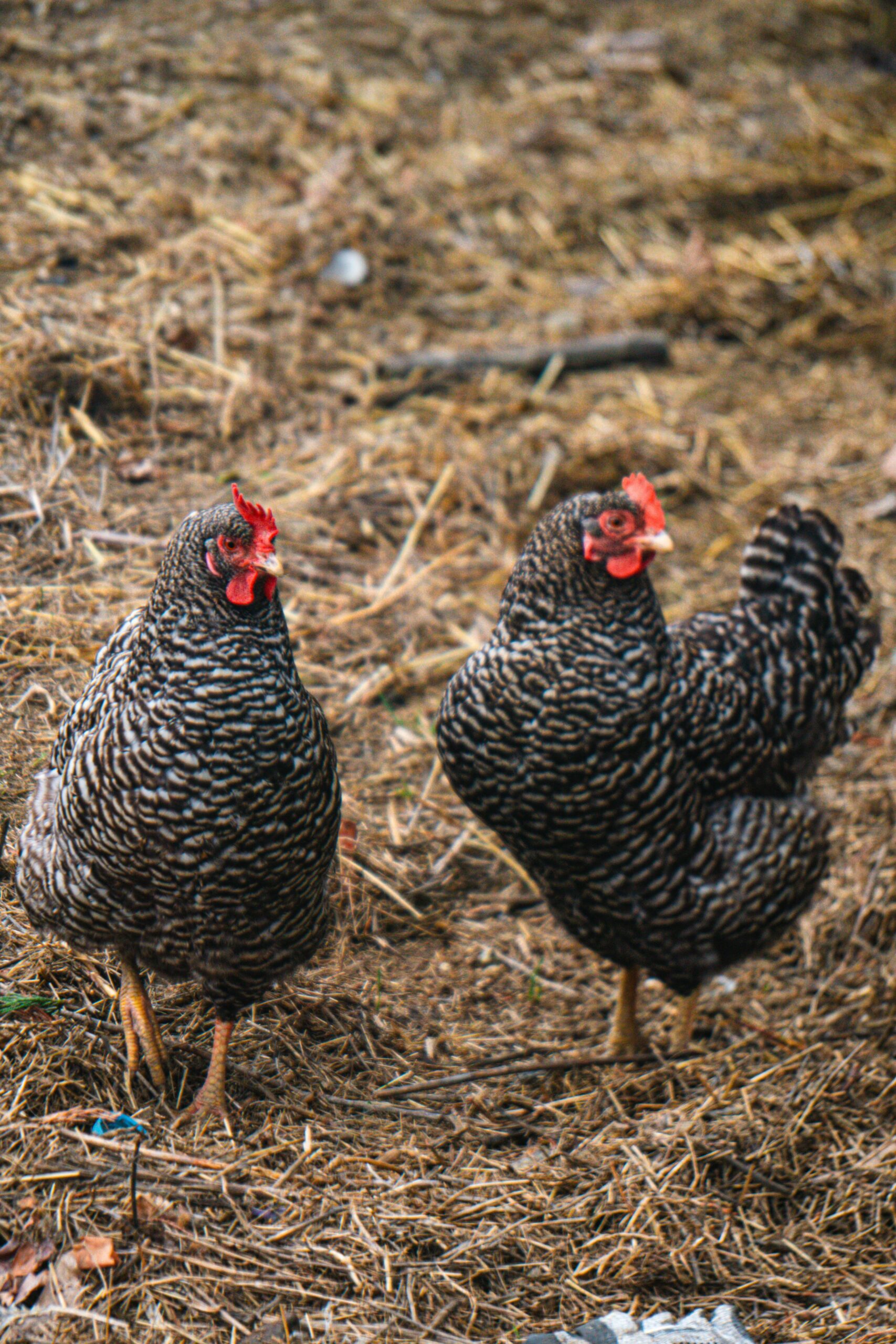 Free ranging hens that are beginner chicken breeds and heritage chicken breeds