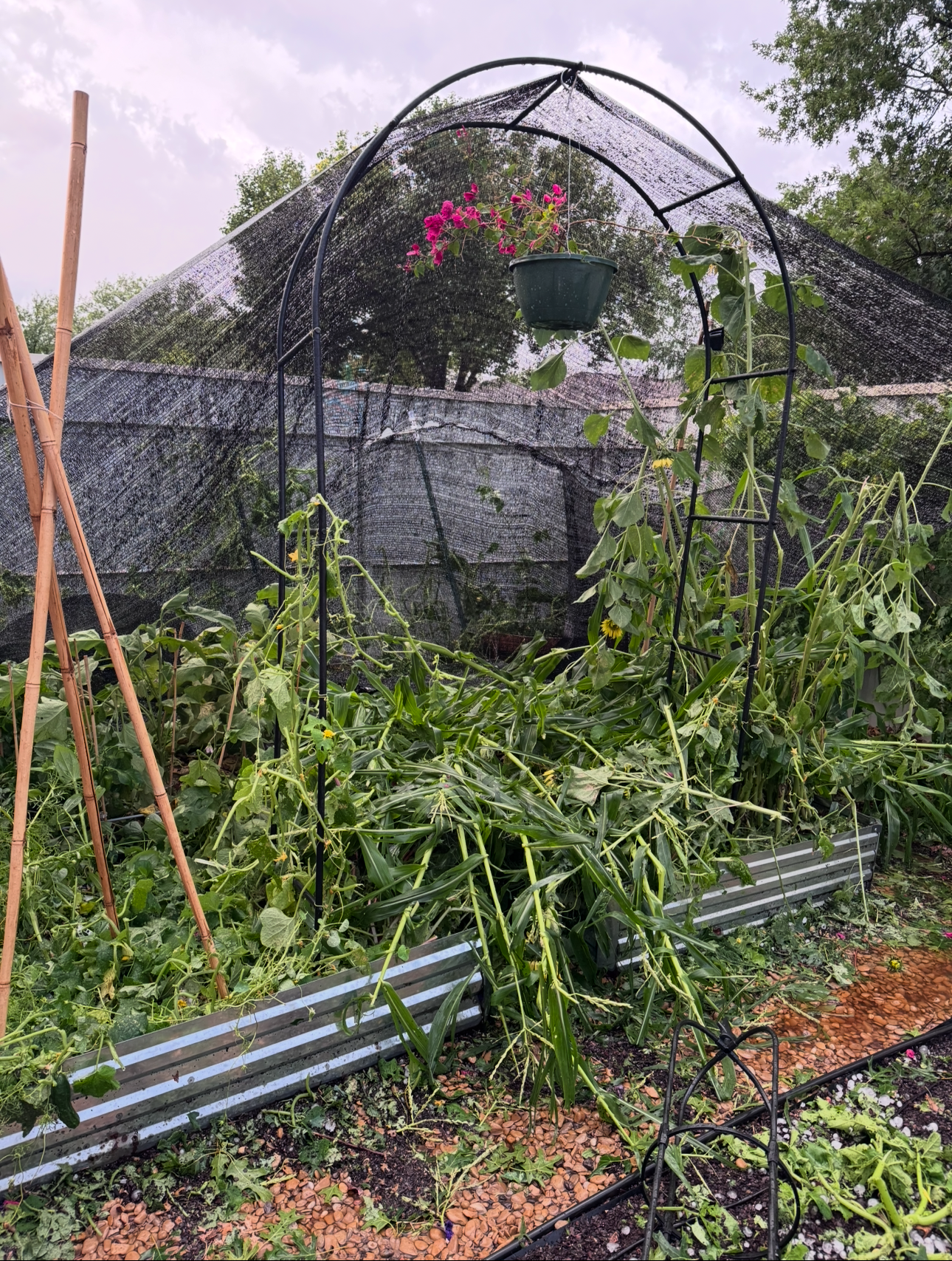 A hail damaged garden showing shade cloth for garden storms and how to cover garden before storm
