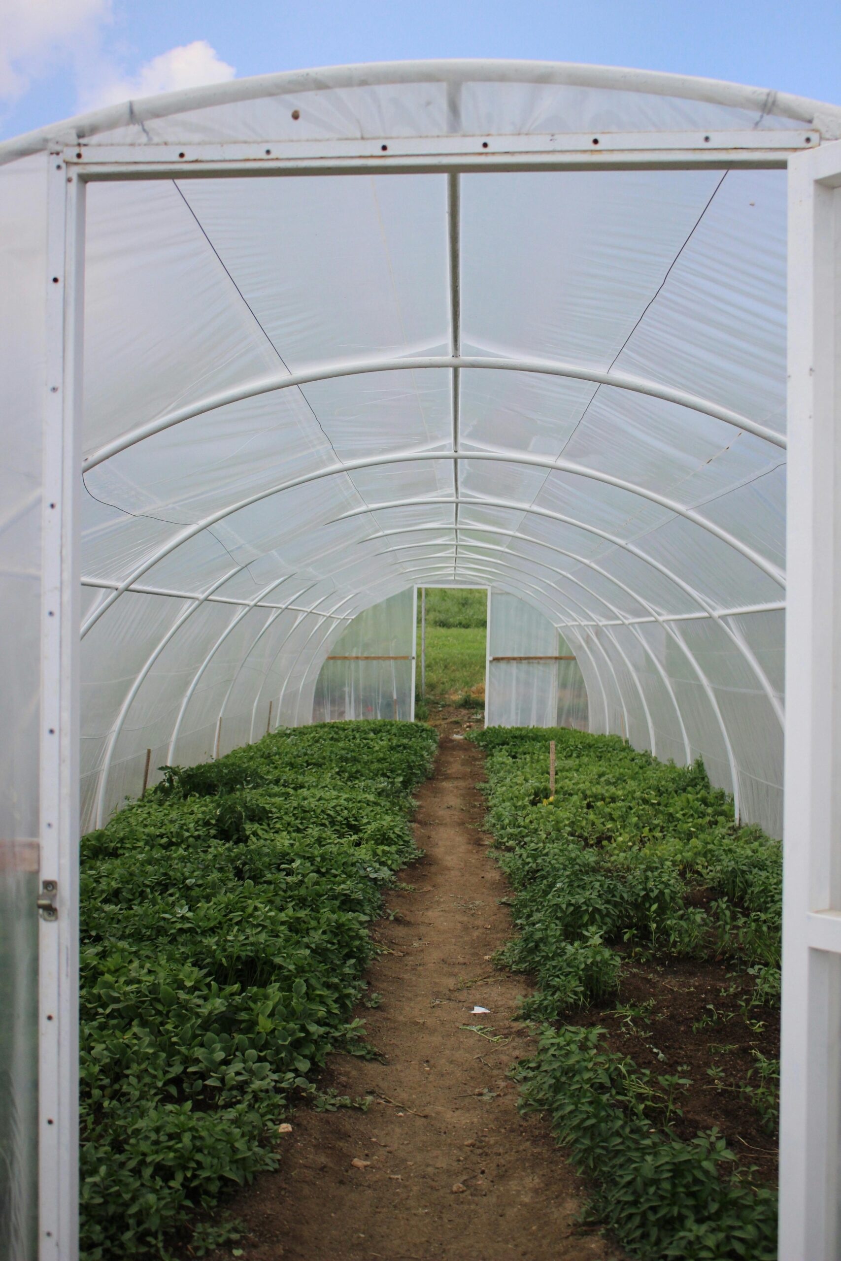 A hoop house garden which shows how to fix hail damaged plants and garden storm protection tips