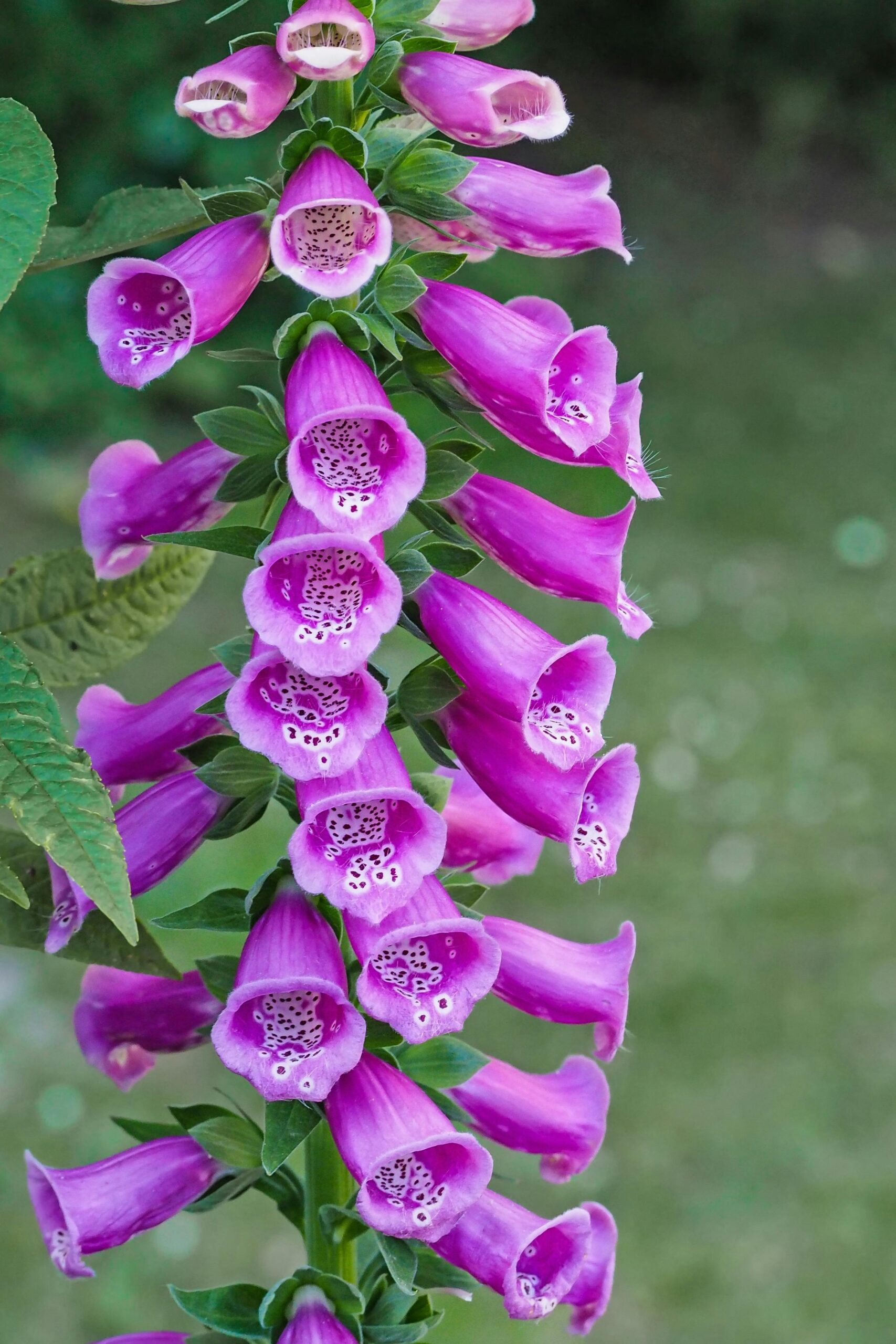 Foxgloves that are traditional cottage garden plants and cottage garden plant ideas