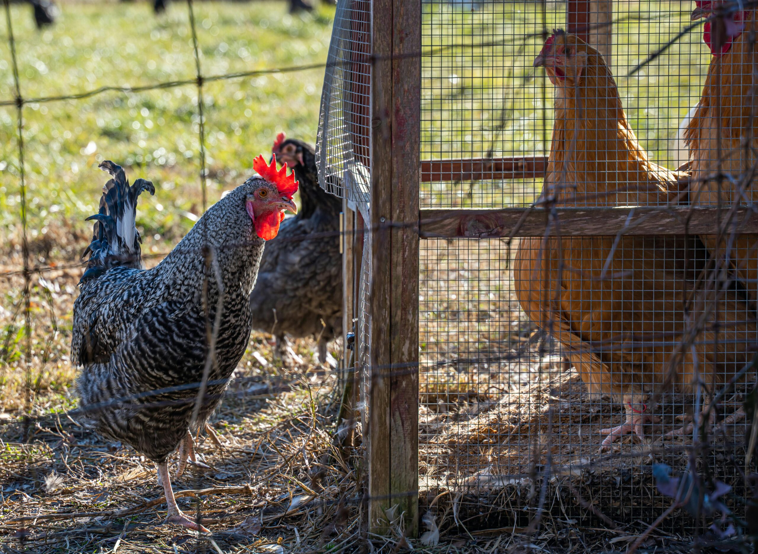 chickens in a run showing small chicken coop plans under $500 and budget chicken coop ideas,