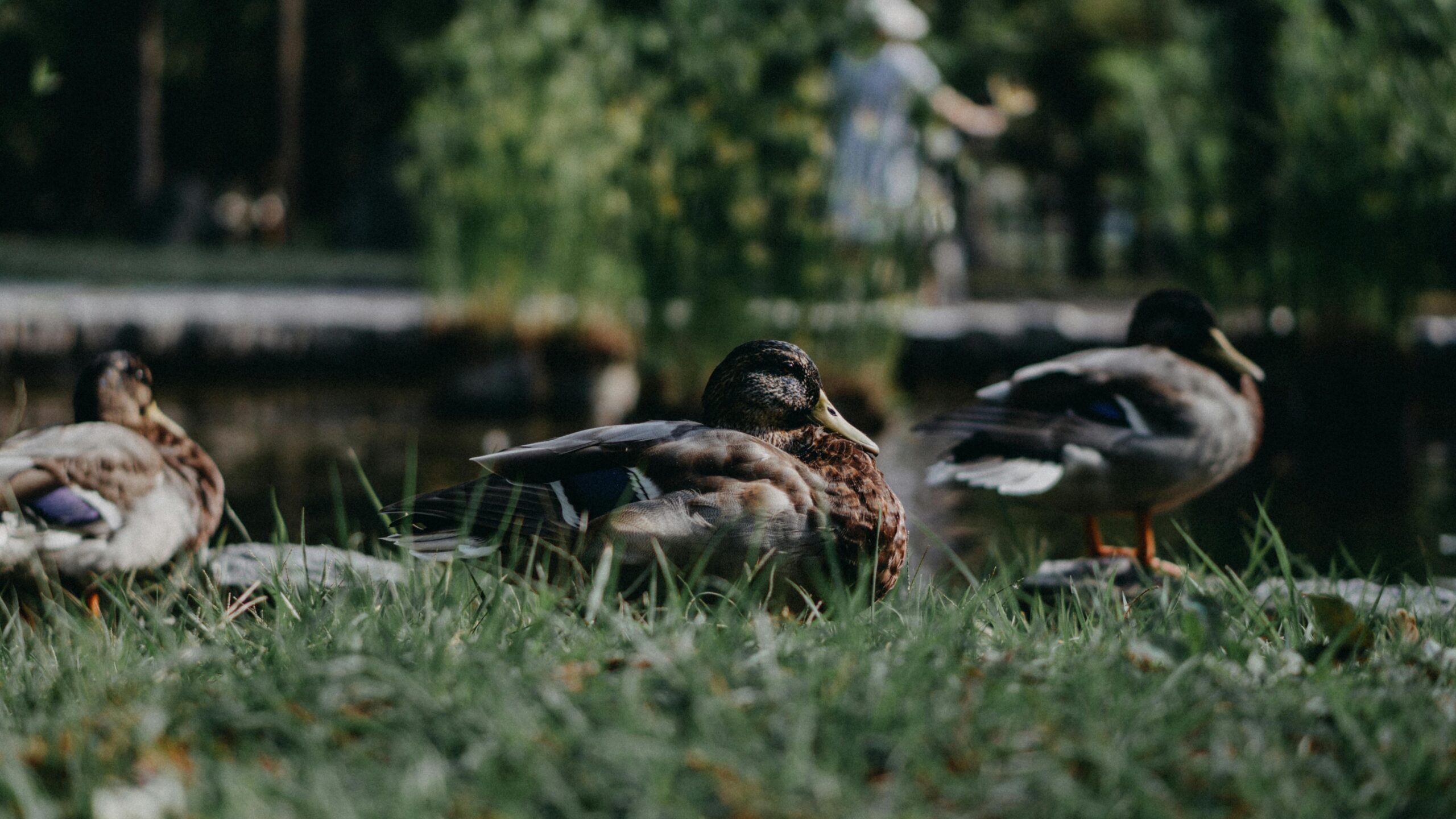 An image of best duck breeds for beginners showing how many ducks should beginners start with