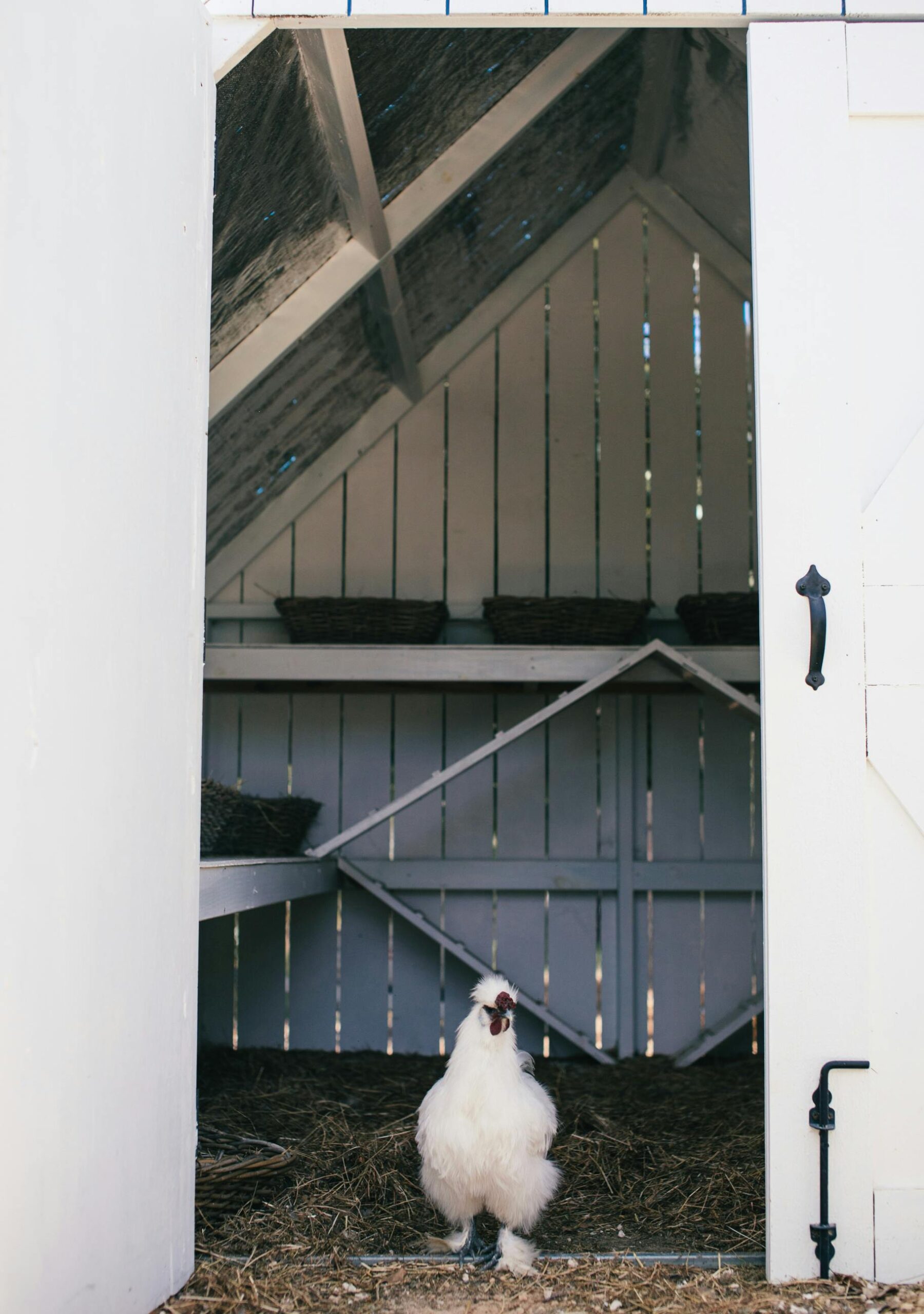 A chicken in a DIY chicken coop in a backyard chicken coop for beginners and small homestead chicken coop