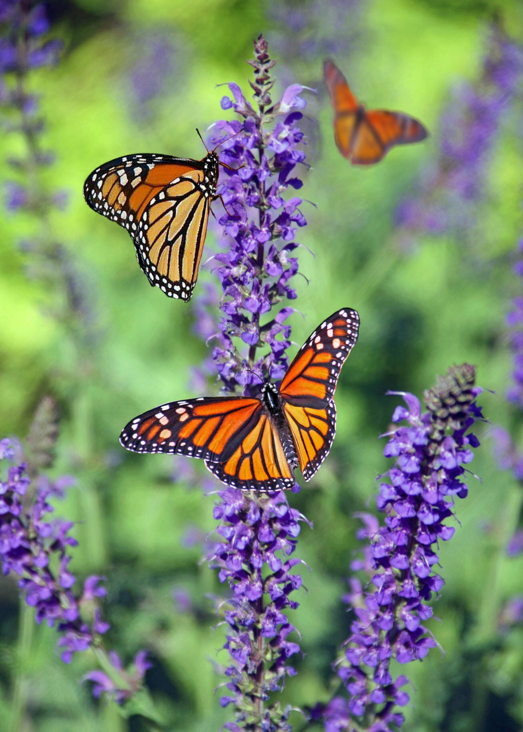 Butterflies on salvia in a cottage garden design with cottage garden design tips