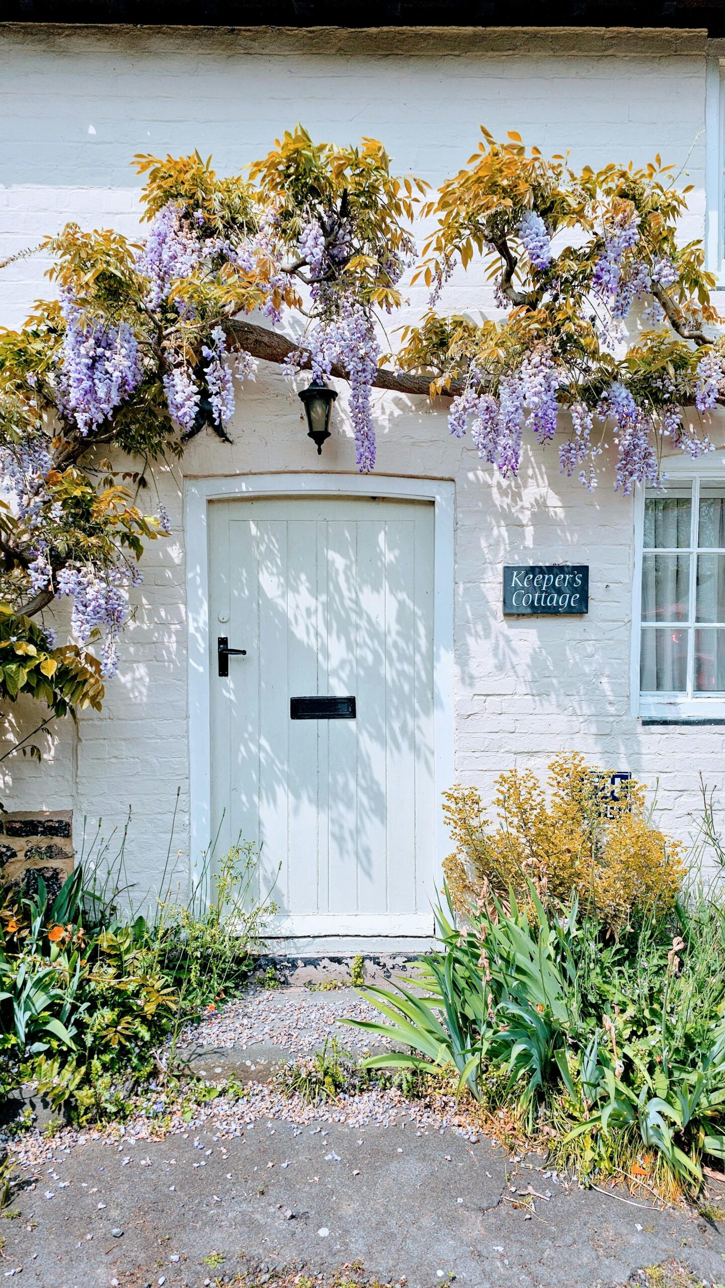 Wisteria in a guide on how to start a cottage garden for beginners and how to create a cottage garden