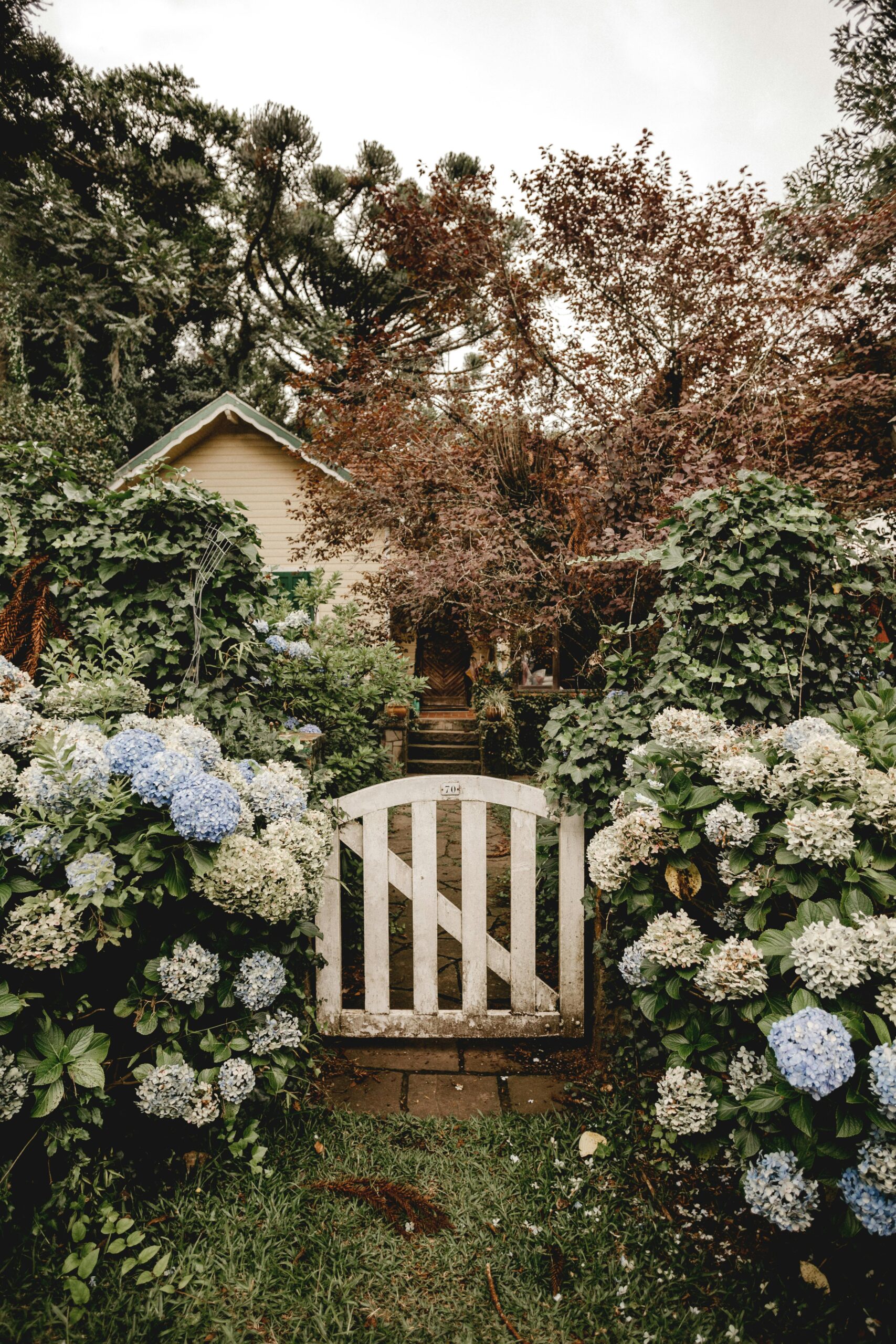 Hydrangeas next to a garden gate showing cottage garden ideas and cottage garden flowers and vegetables