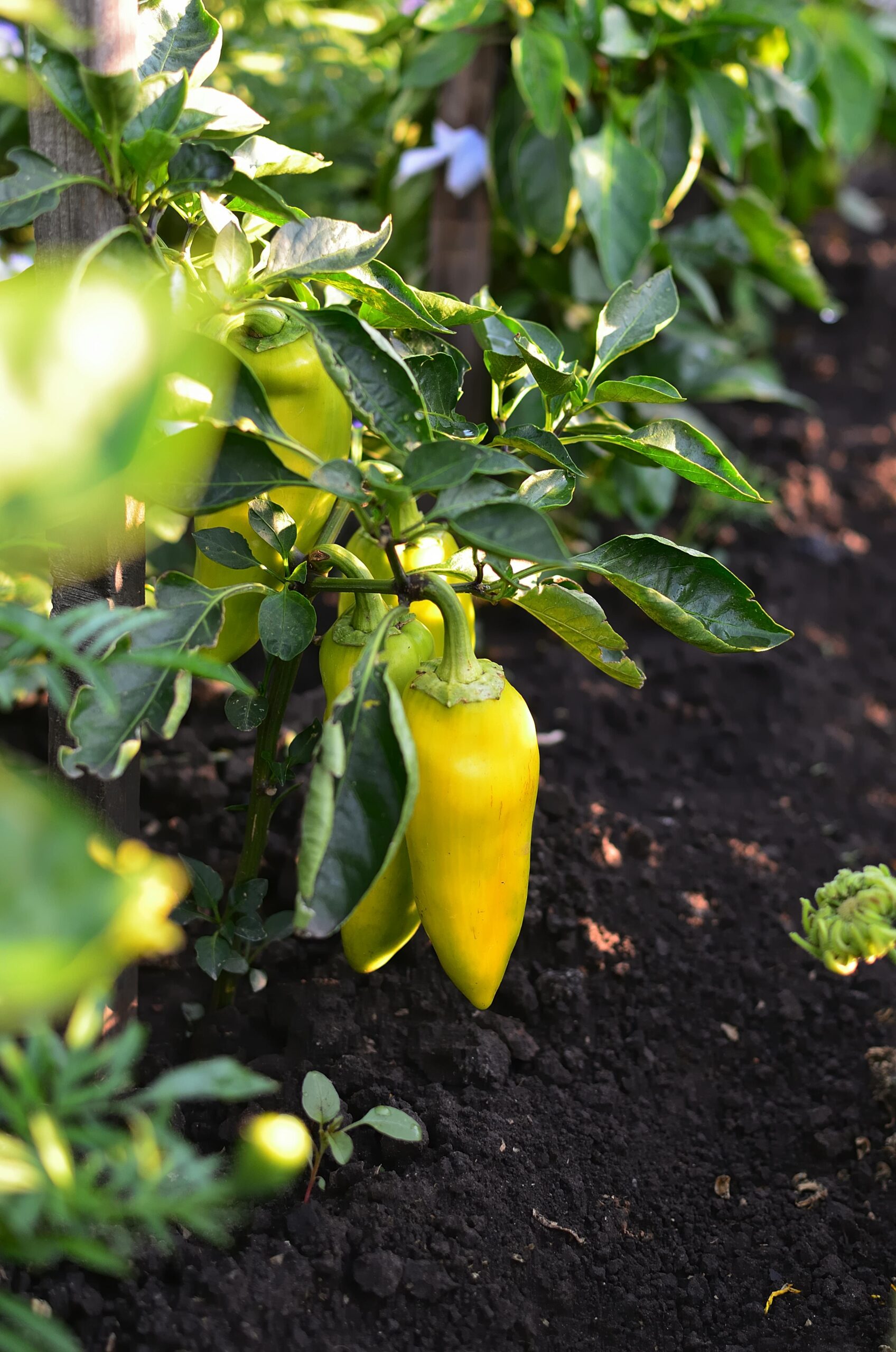 Peppers for cottage garden vegetable in a cottage style vegetable garden