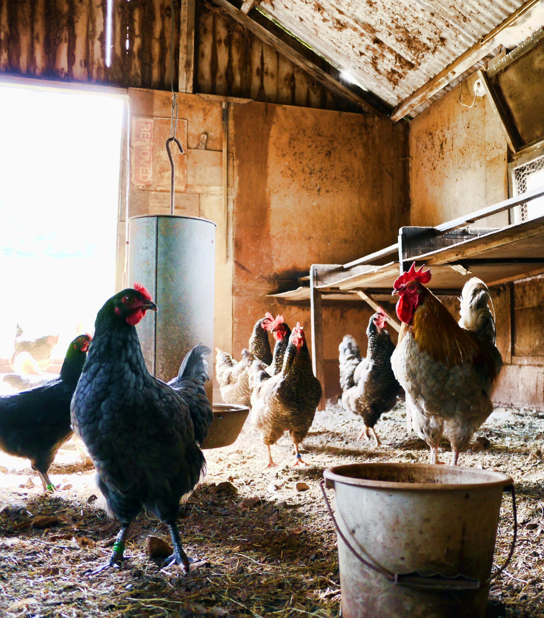 chickens inside a coop showing DIY chicken coop cheap and affordable chicken coop plans