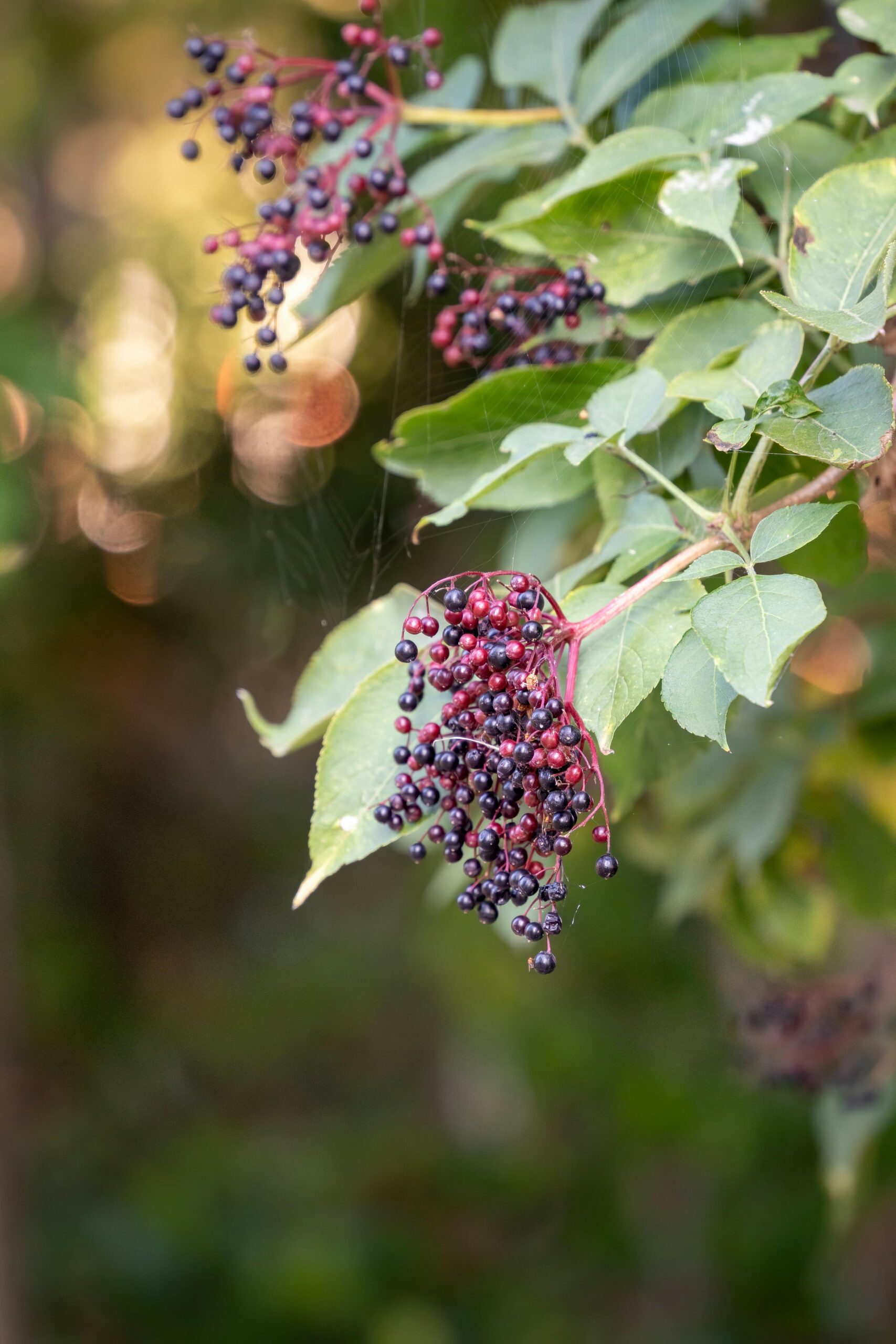 Elderberry plants for elderberry syrup from dried elderberries and a natural immune support syrup