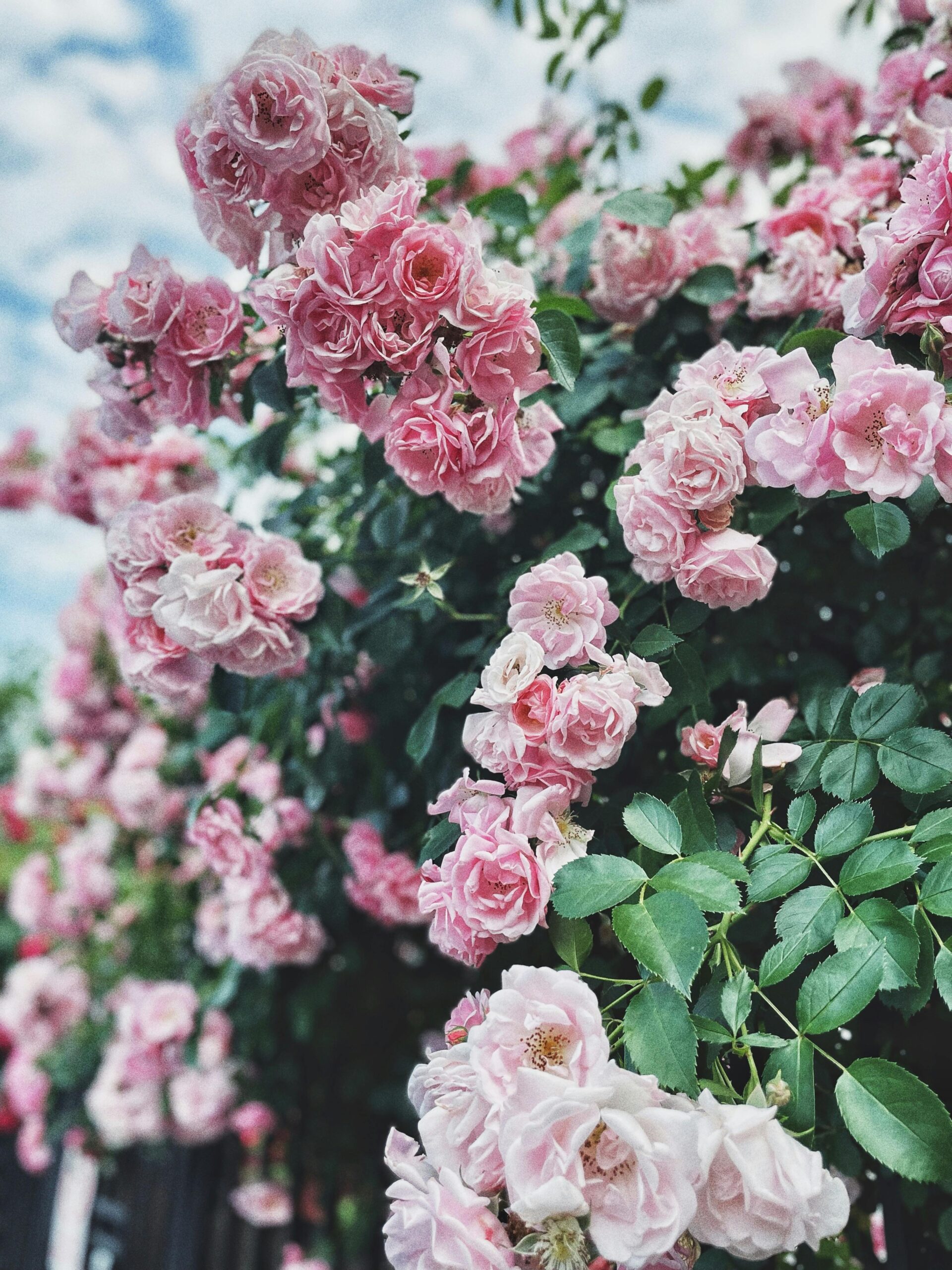 Roses that are classic cottage garden flowers and best pollinator flowers for cottage gardens
