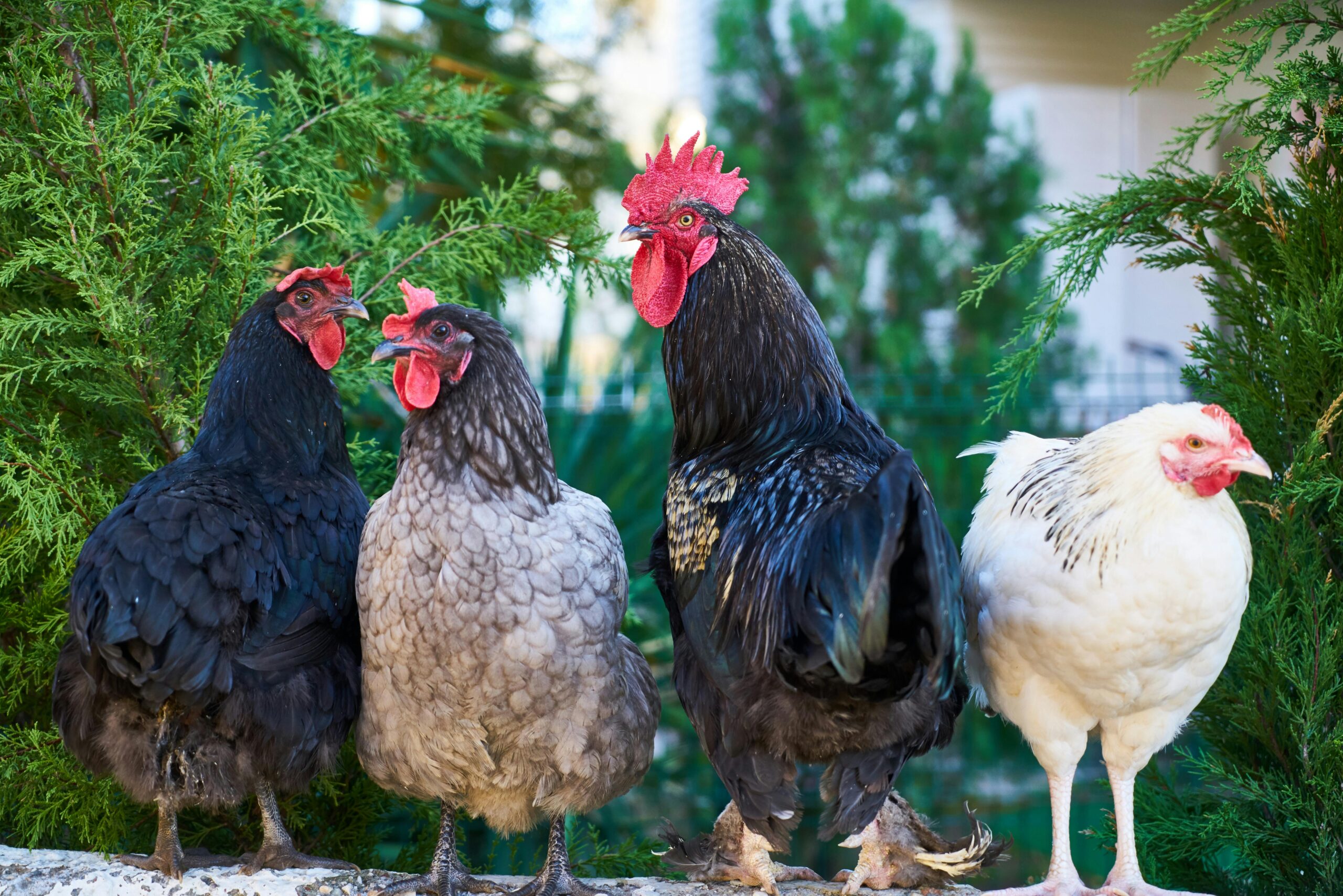 Backyard chickens for beginners showing how many chickens do I need for eggs