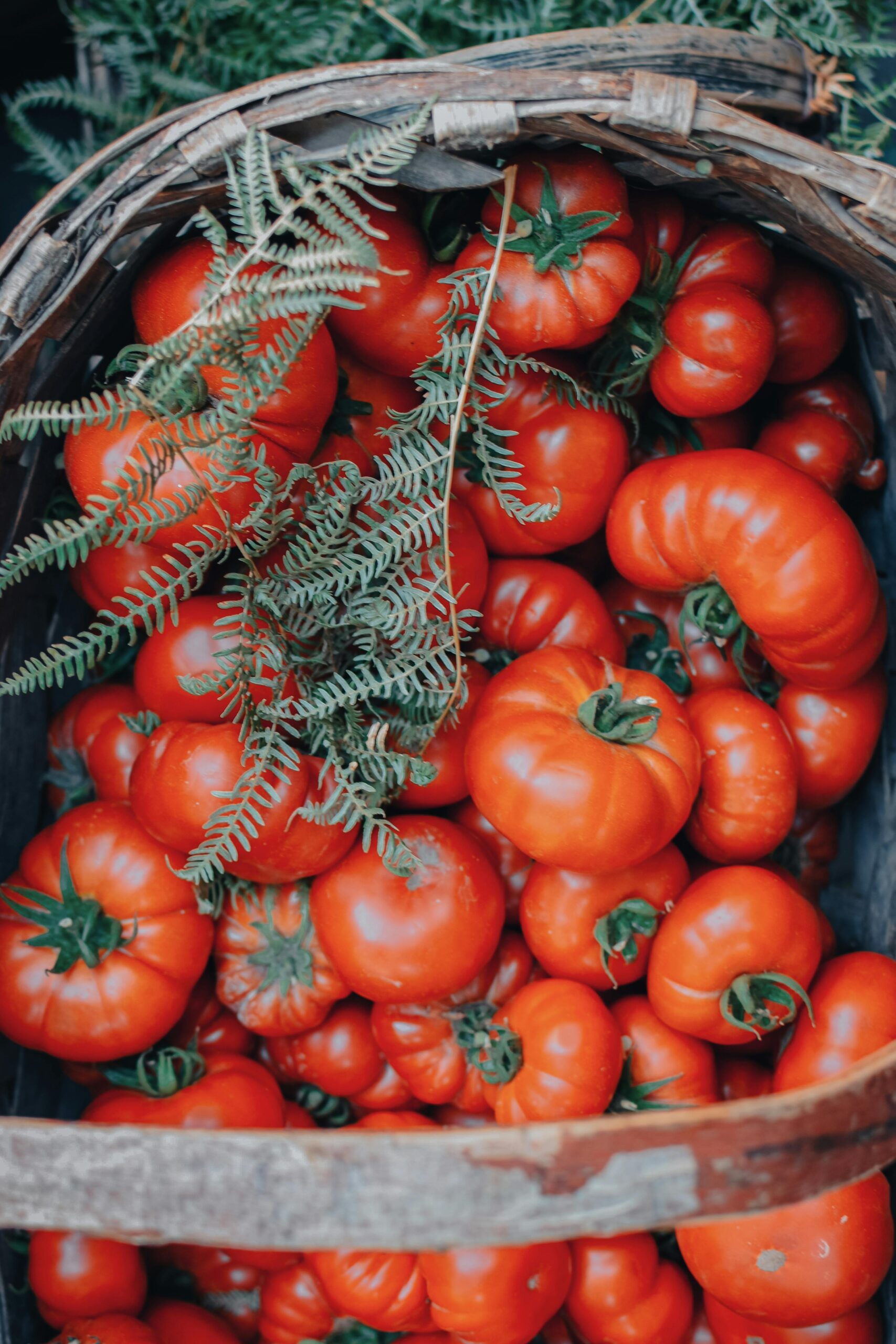 A basket of tomatoes in a guide on how to grow tomatoes and a beginner tomato gardening guide