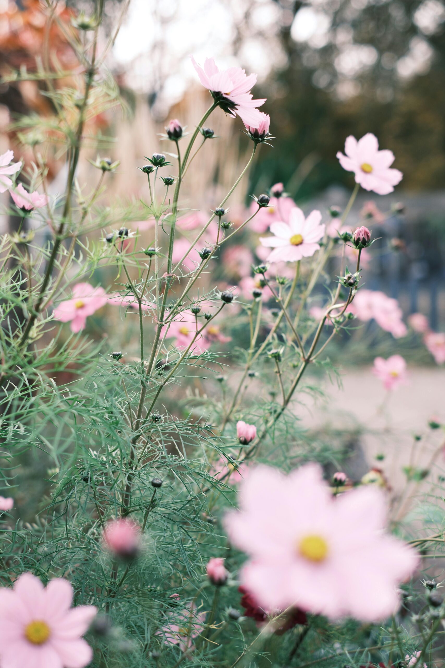 Pink cosmos that are on a beginner cottage garden flower list and cottage style garden flowers