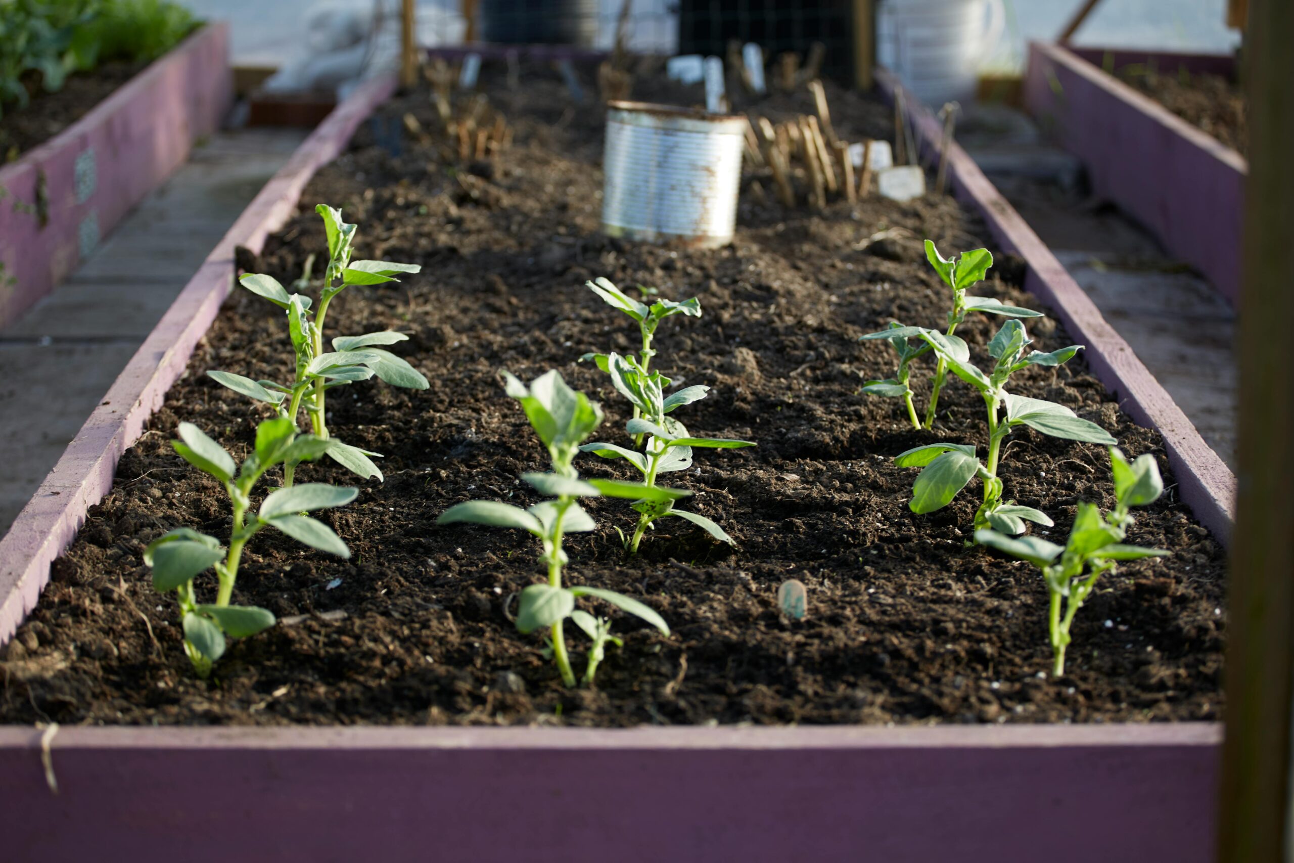 A layered garden bed method showing how to save money on soil