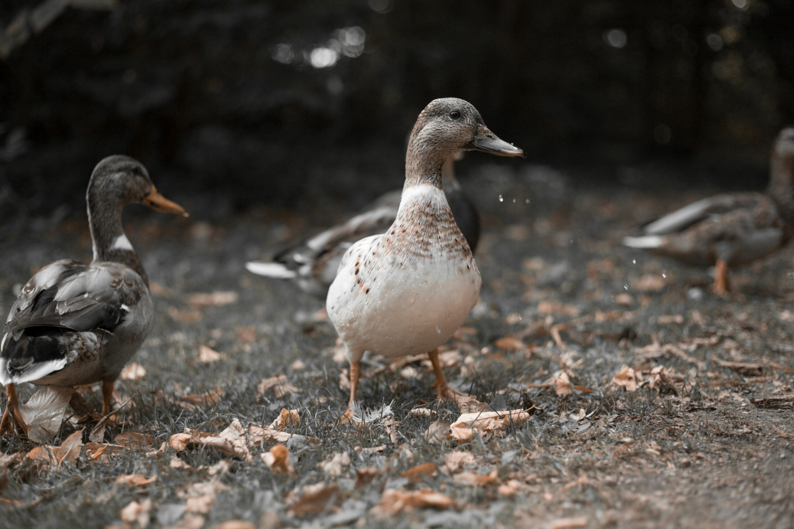 backyard ducks for beginners showing raising ducks for beginners
