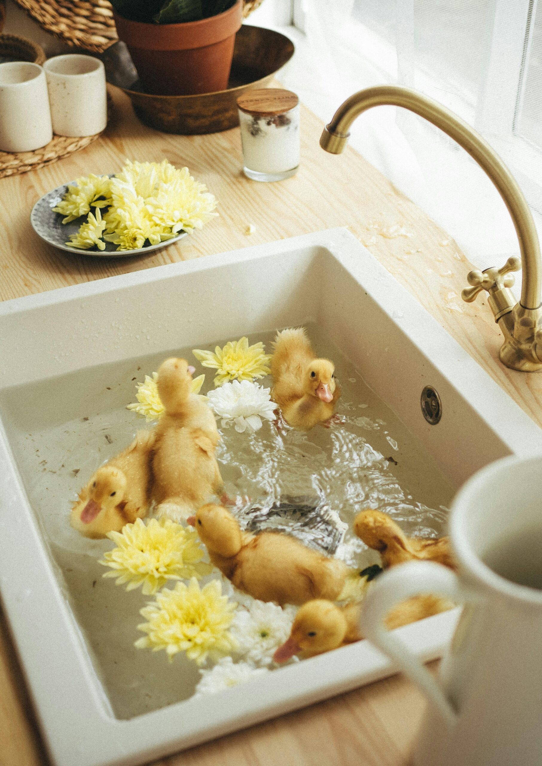 Ducklings in a sink showing easy ducks to raise for eggs and how to raise ducks for beginners step by step