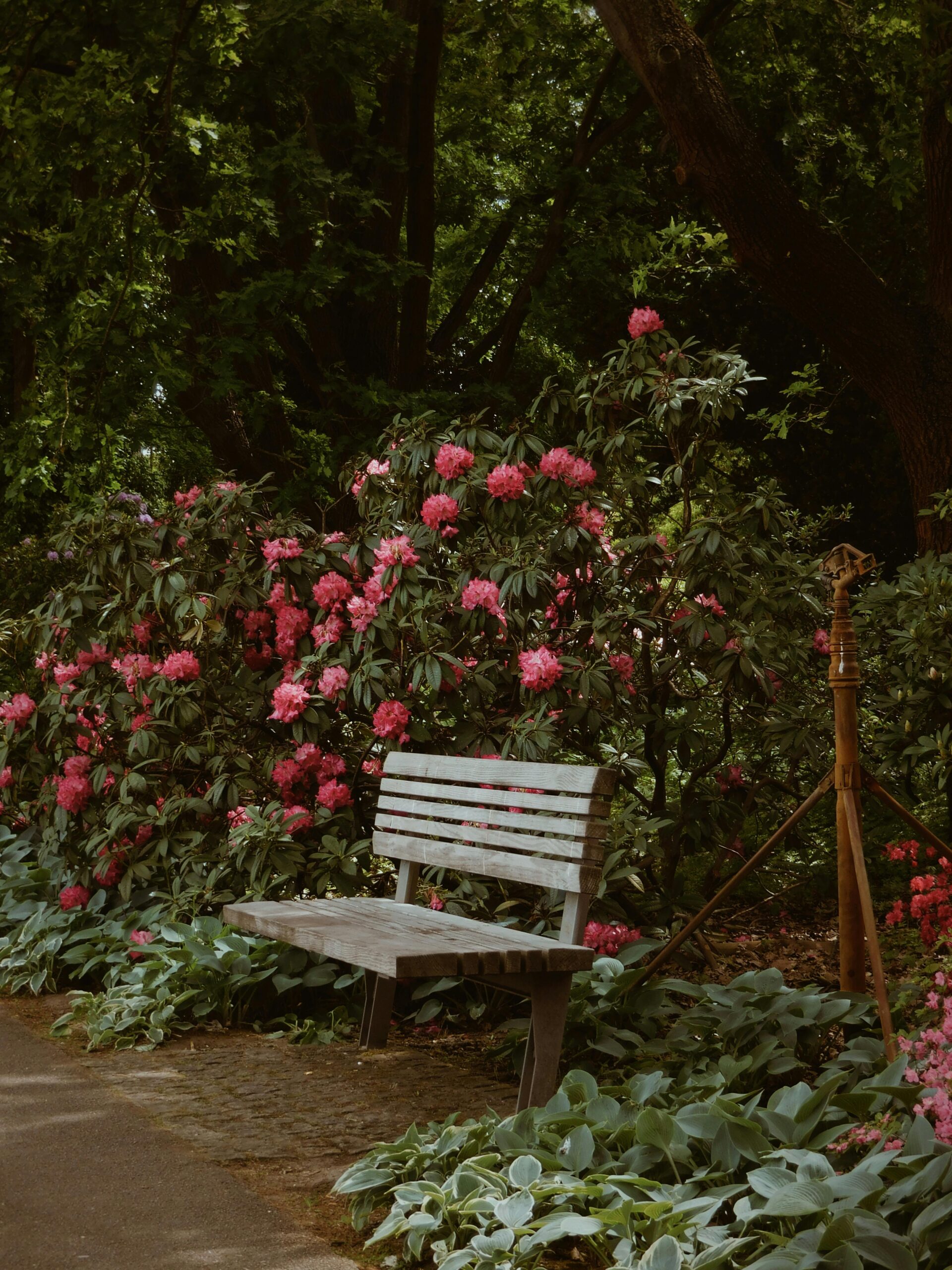 A bench in a garden showing how to start a cottage garden and a cottage garden plants list.