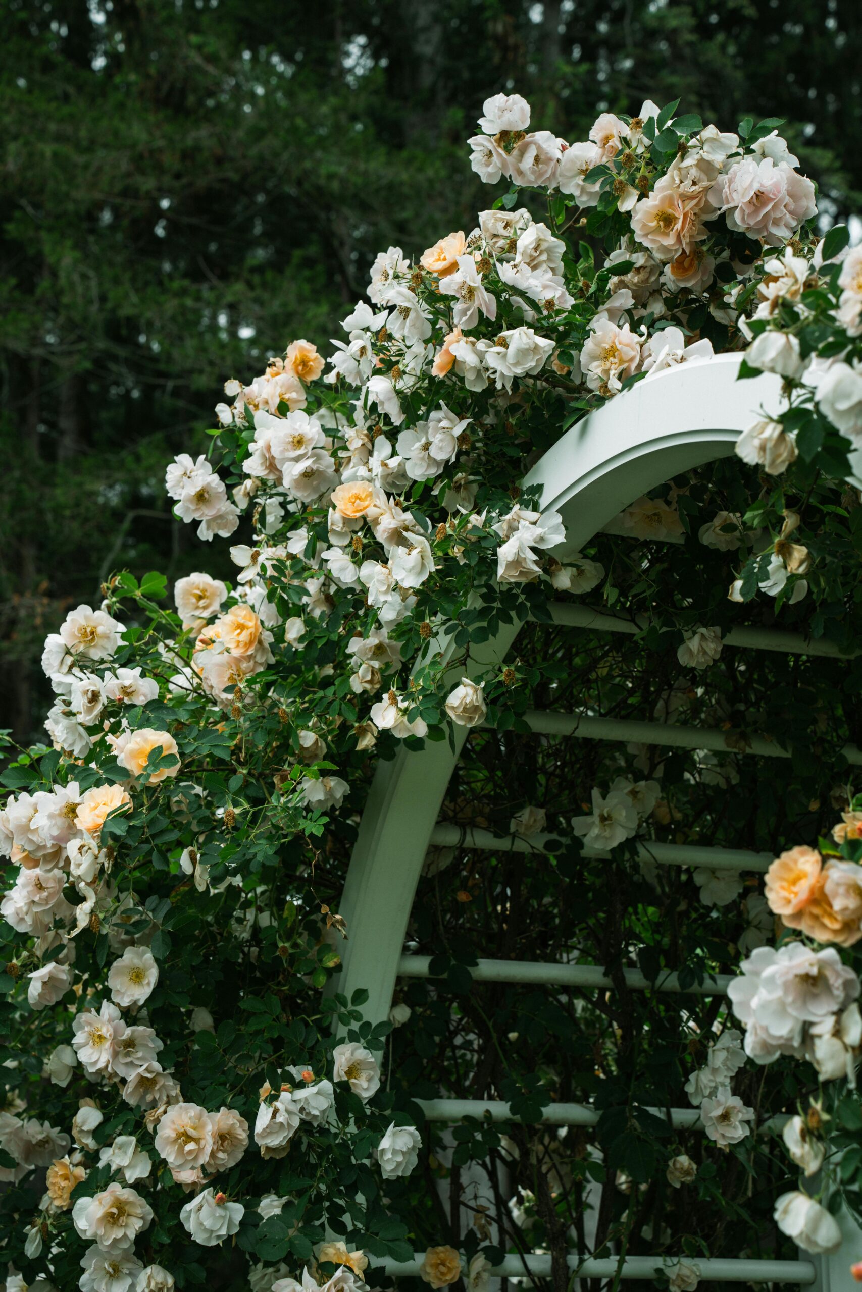 Roses growing on an arch trellis in a beginner garden layout and small cottage garden plan.