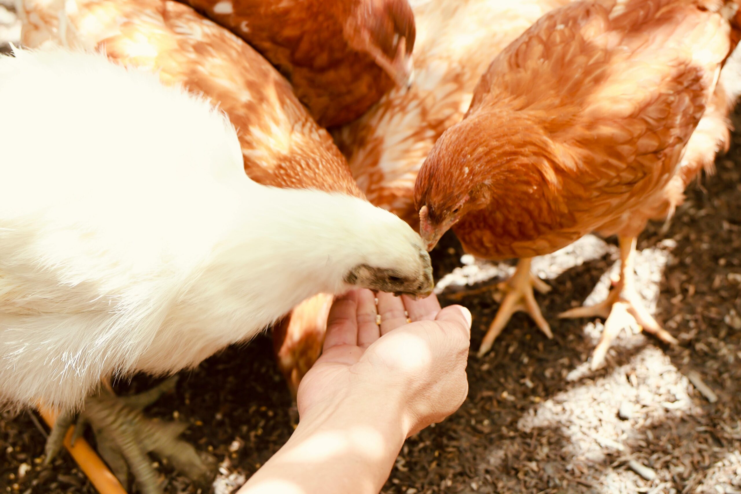 Feeding chickens using natural chicken feeding methods and fermenting grains for chickens