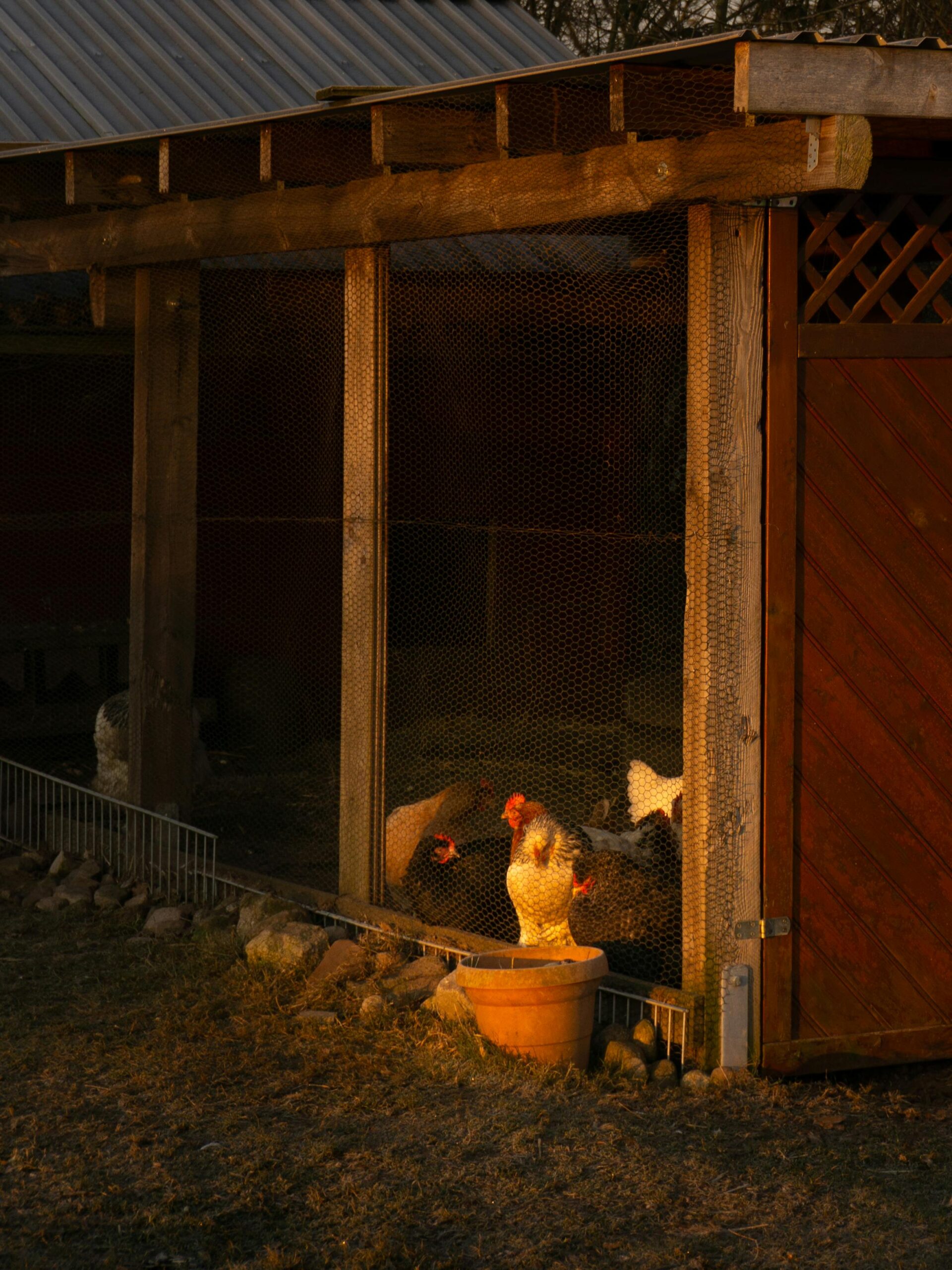 Chickens in a coop showing beginner homesteading skills you need to learn first and how to start homesteading with no experience