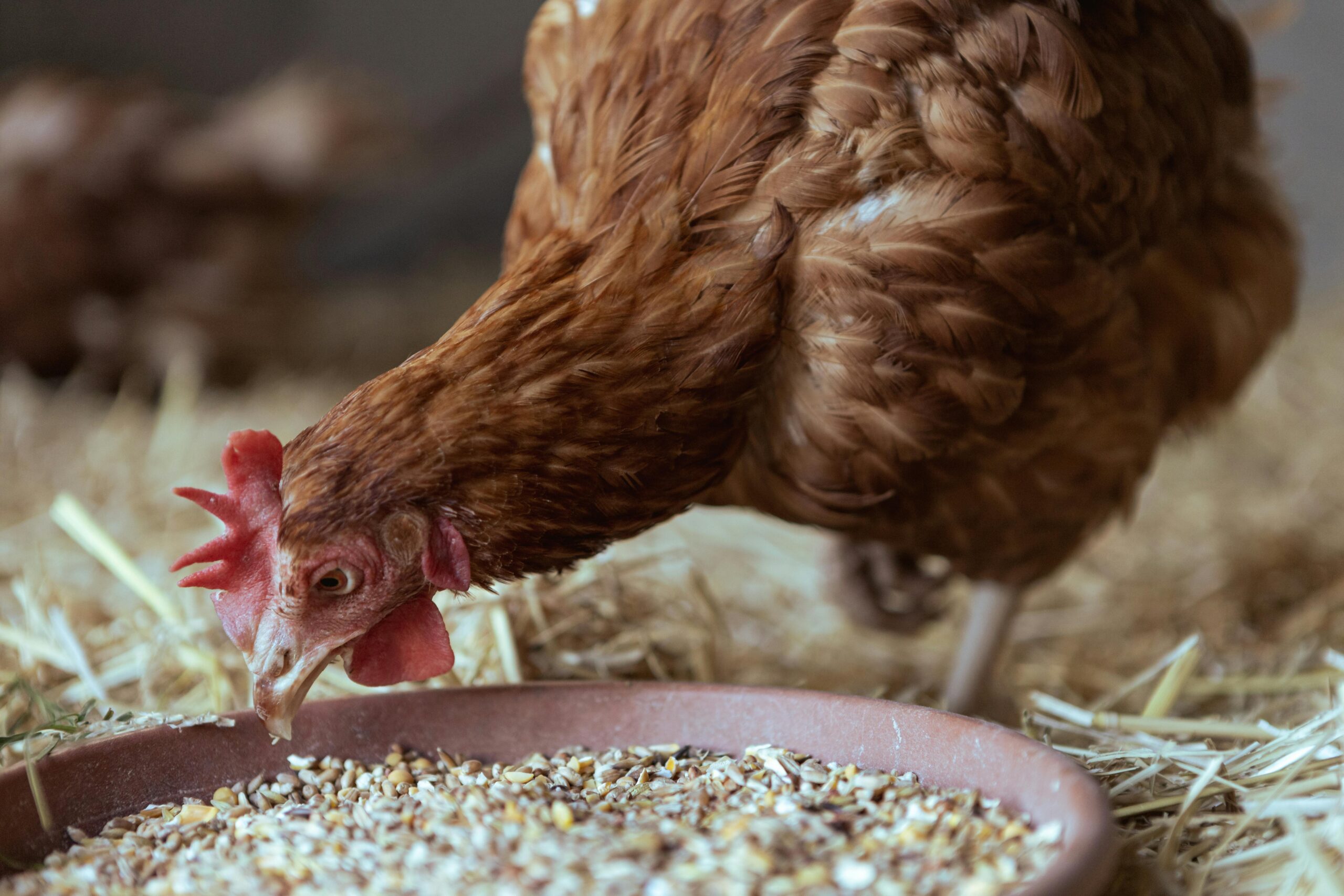 A chicken eating homemade chicken feed, a probiotic feed for chickens