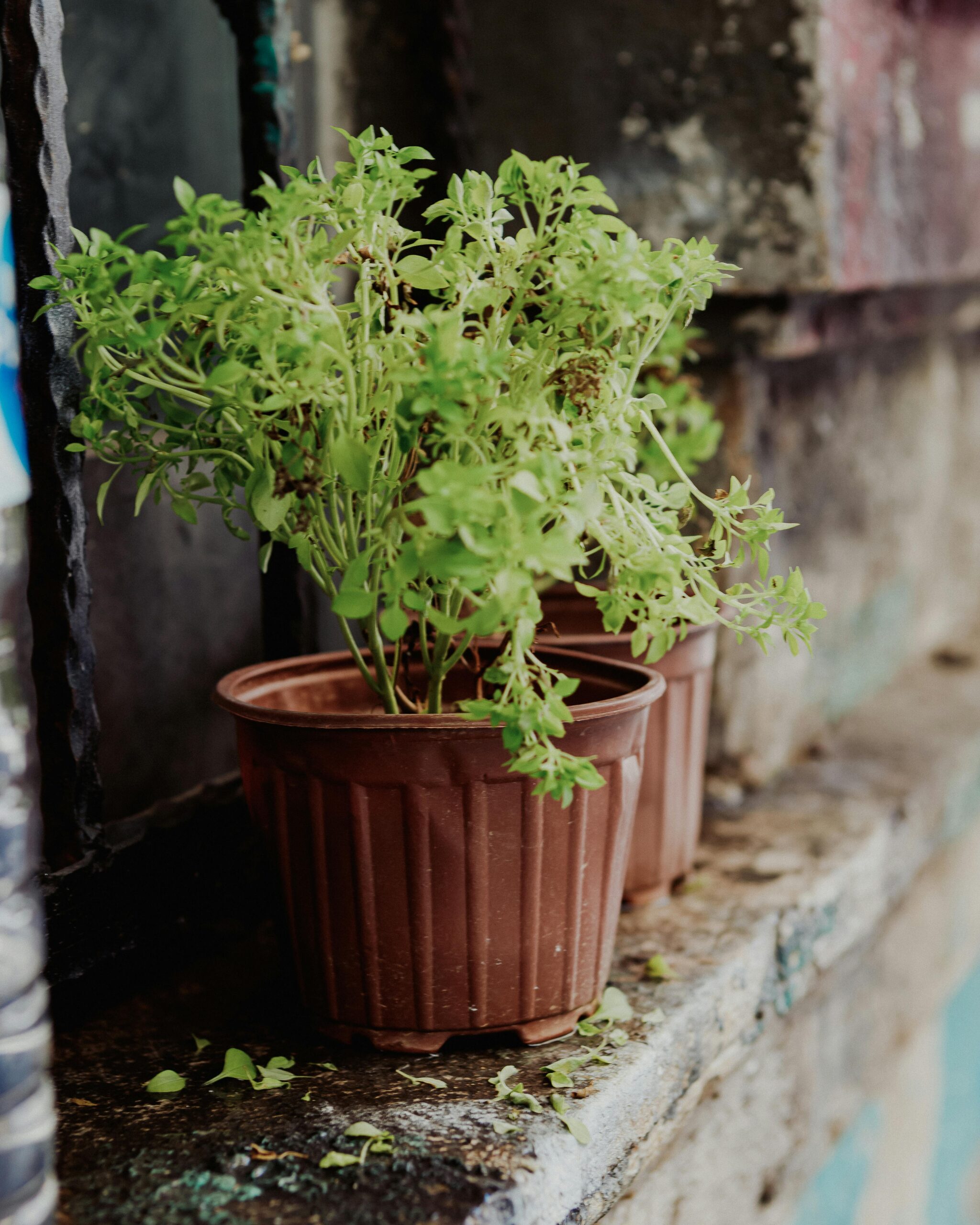Potted plants showing how to grow more food in less space and small space gardening