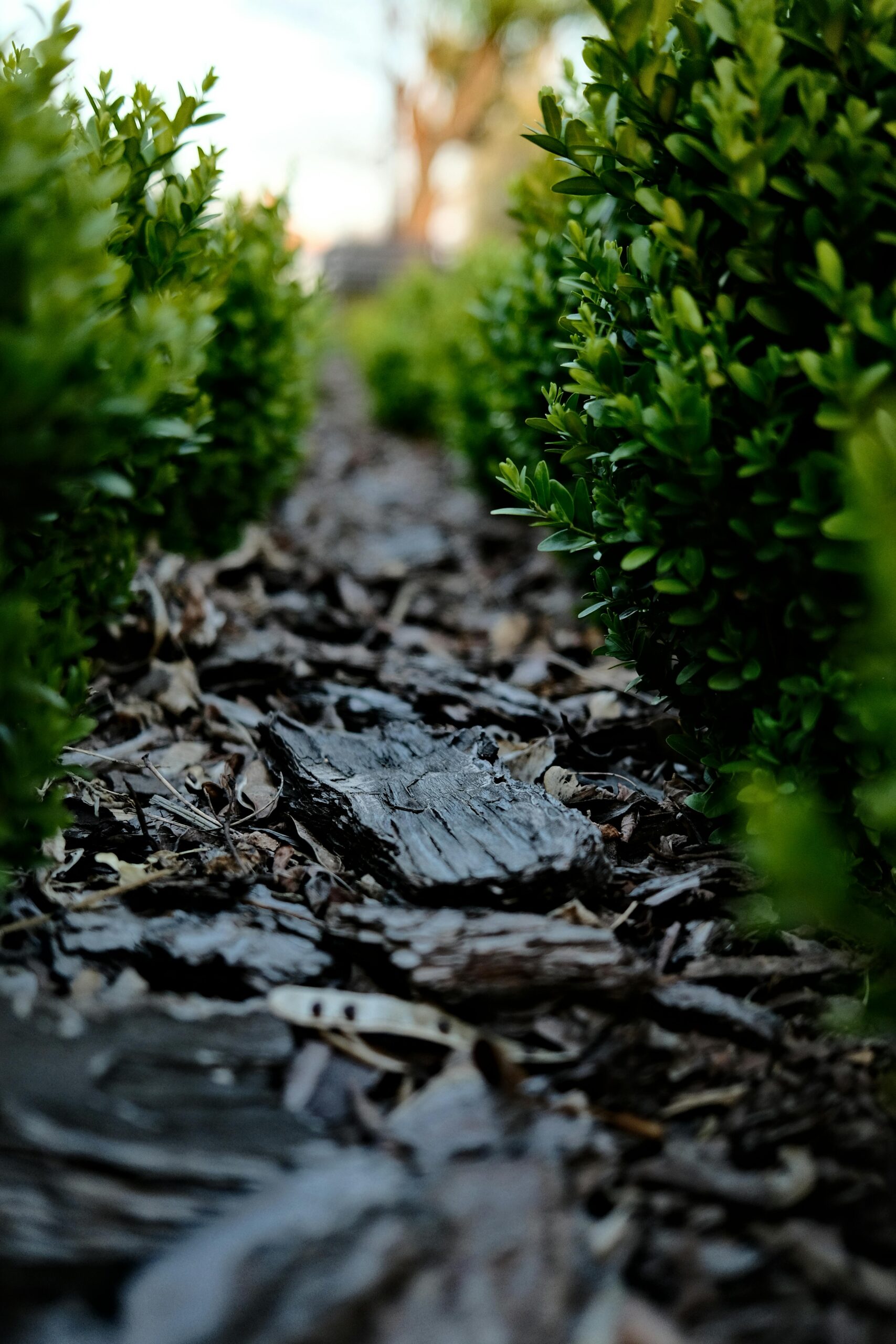 The best way to improve poor garden soil naturally is by adding mulch which is how to fix bad soil for gardening