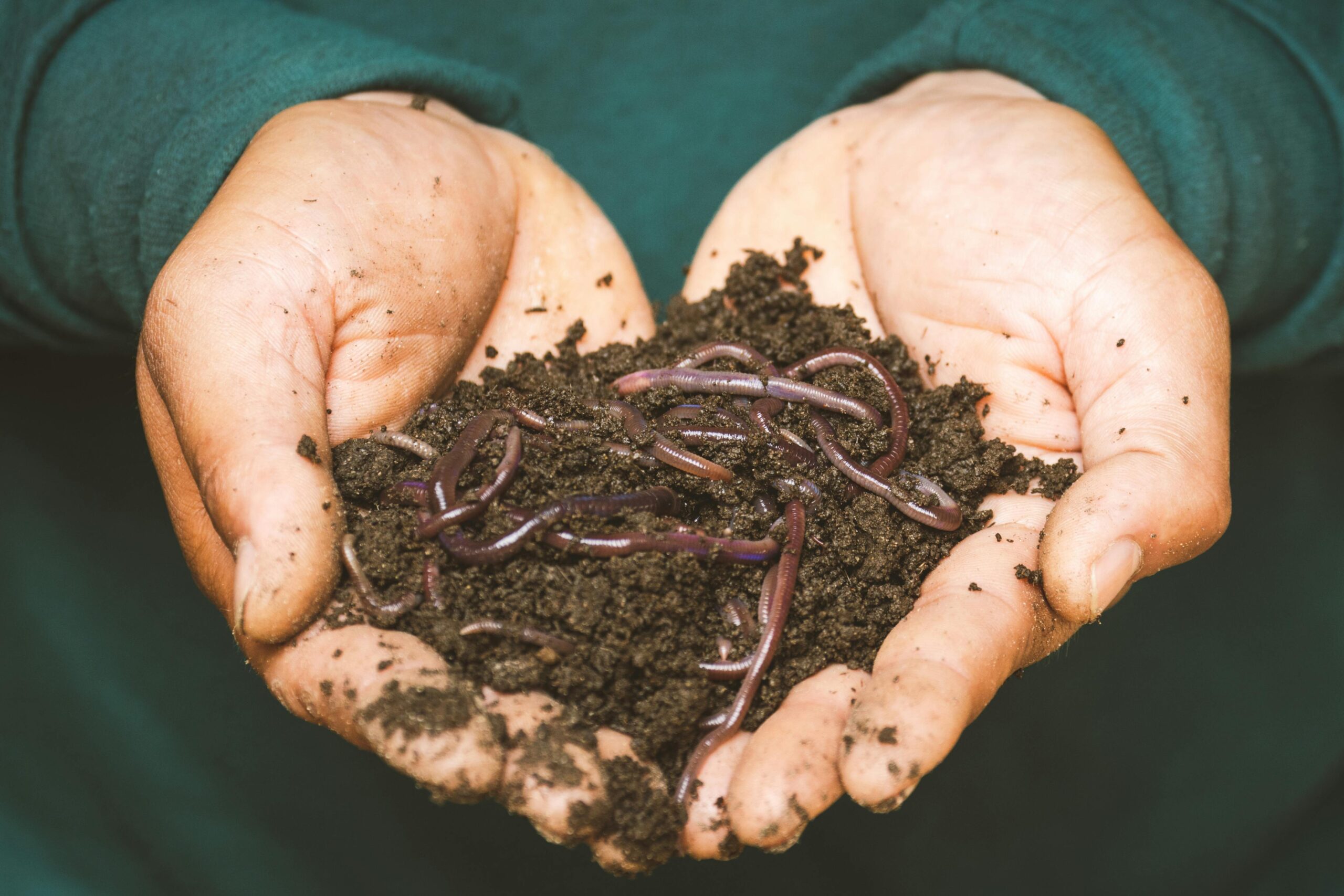 A handful of earthworms to show how to start a garden with bad soil for beginners and poor soil gardening tips
