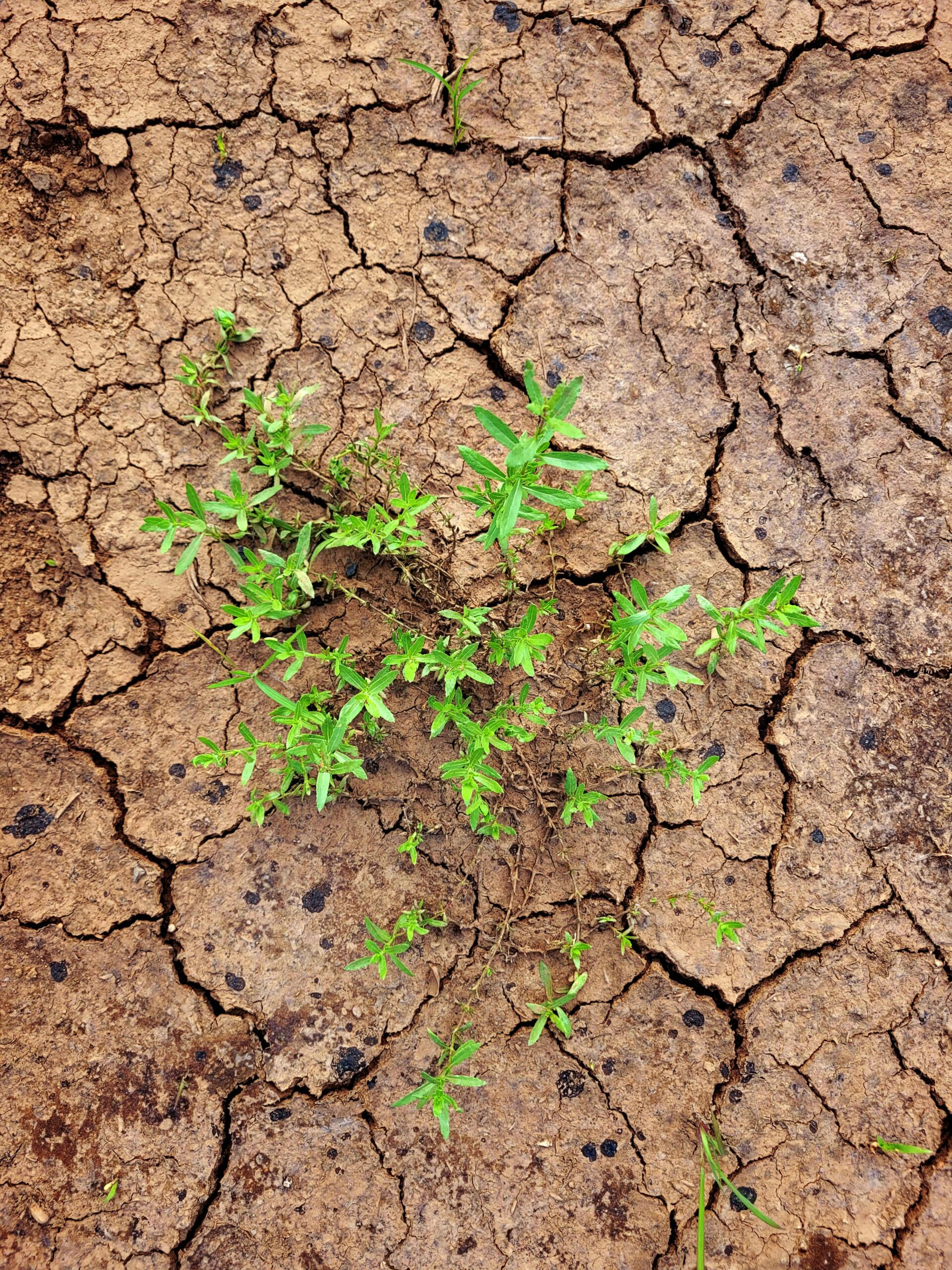A plant growing in clay soil, showing gardening in poor soil and how to improve garden soil