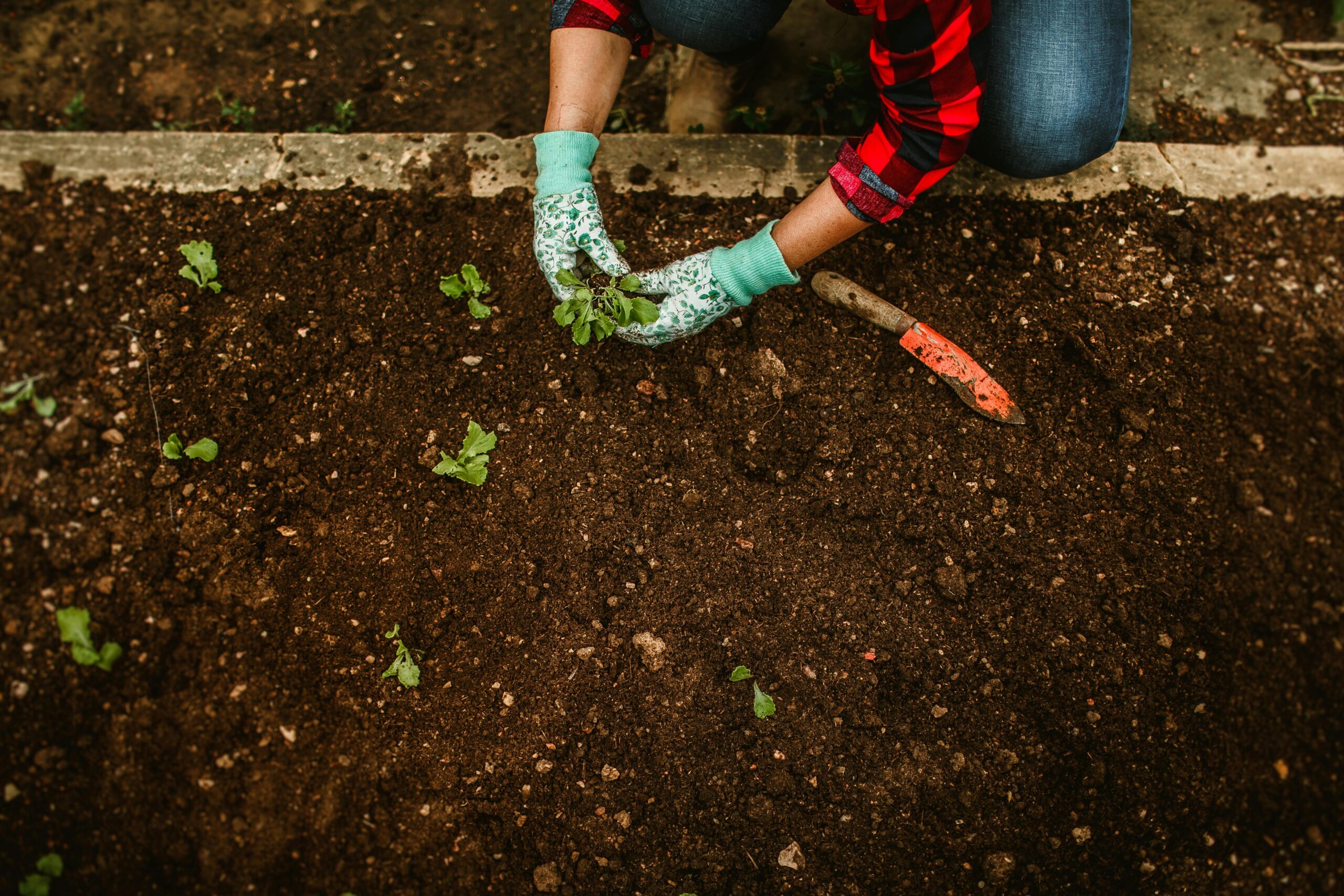 Planting in a no dig garden showing how to start a no till garden and no dig gardening 