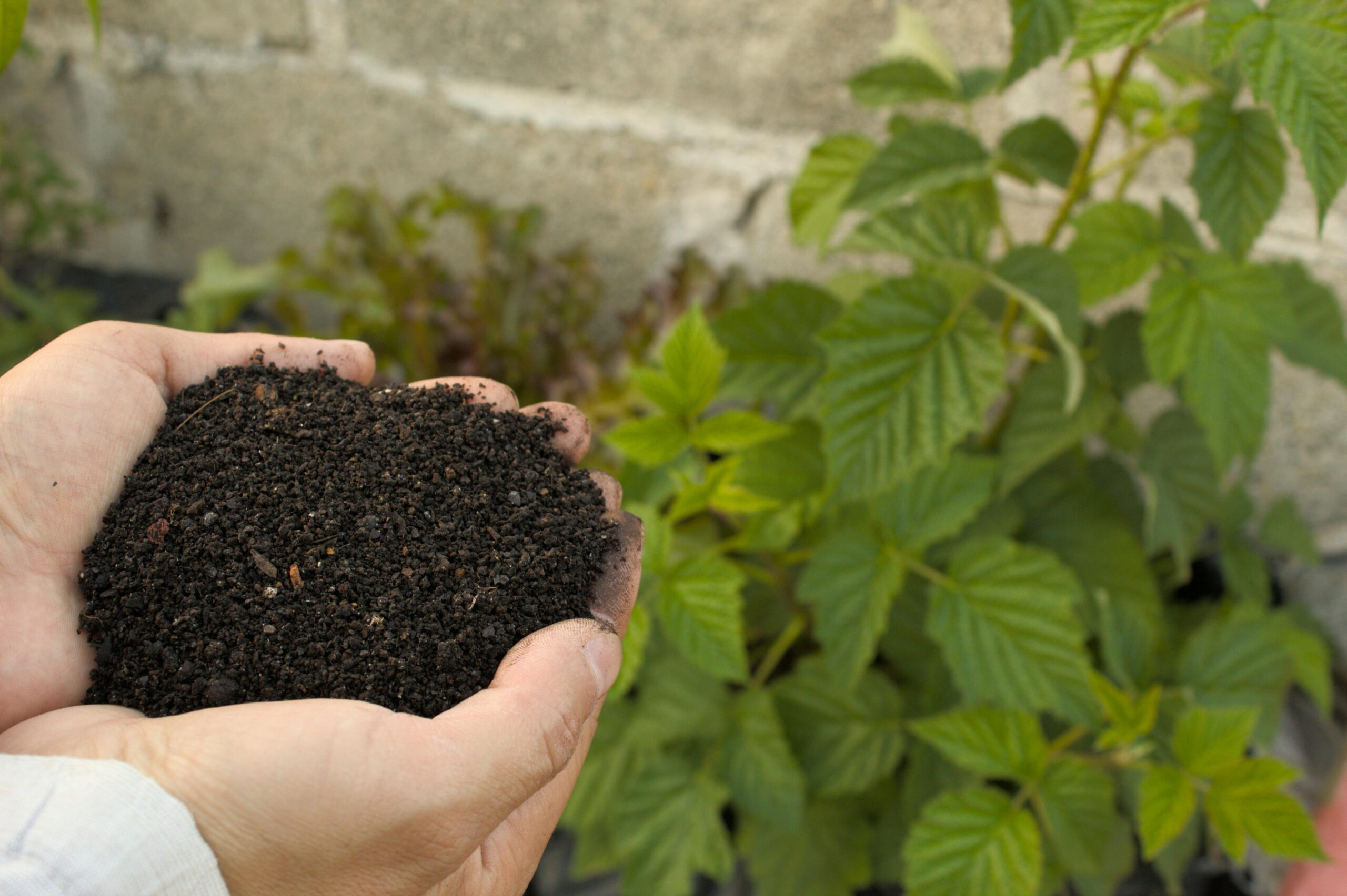 Healthy soil from organic gardening without tilling showing the best way to improve soil without tilling