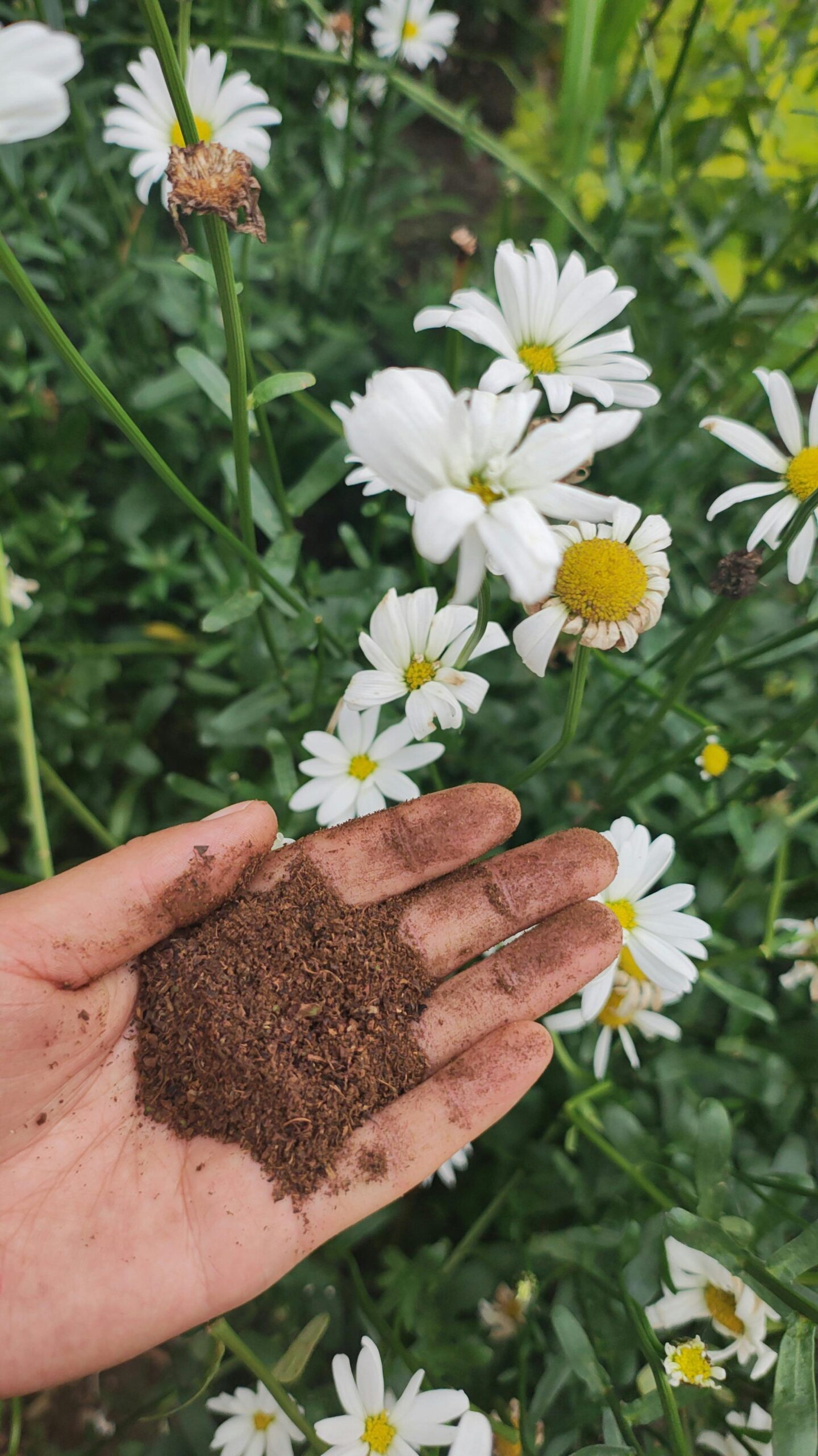 A handful of dirt from a no till garden, showing how to start a no till garden step by step