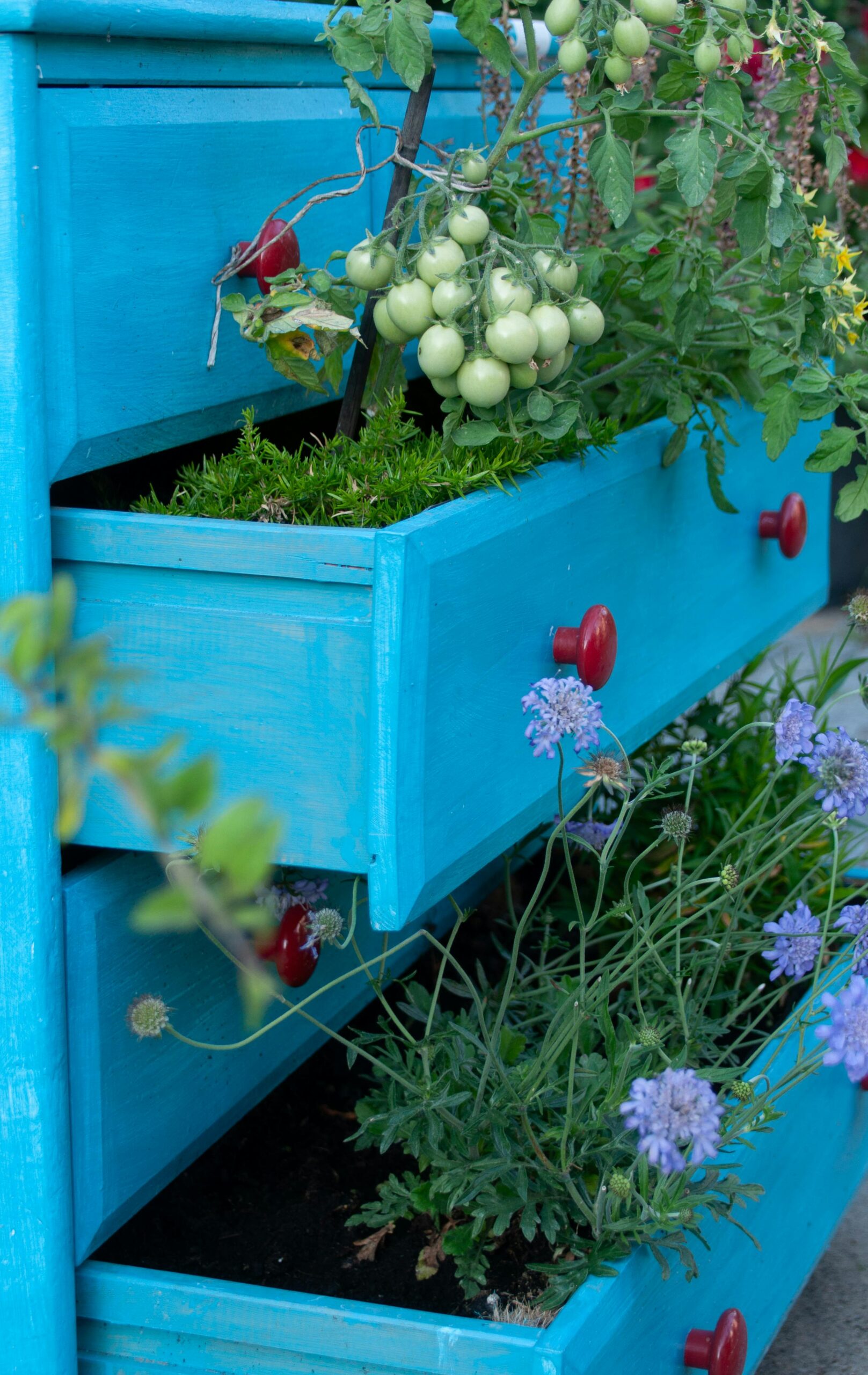 A vegetable garden in small space by growing in drawers showing how to grow more food in a small garden