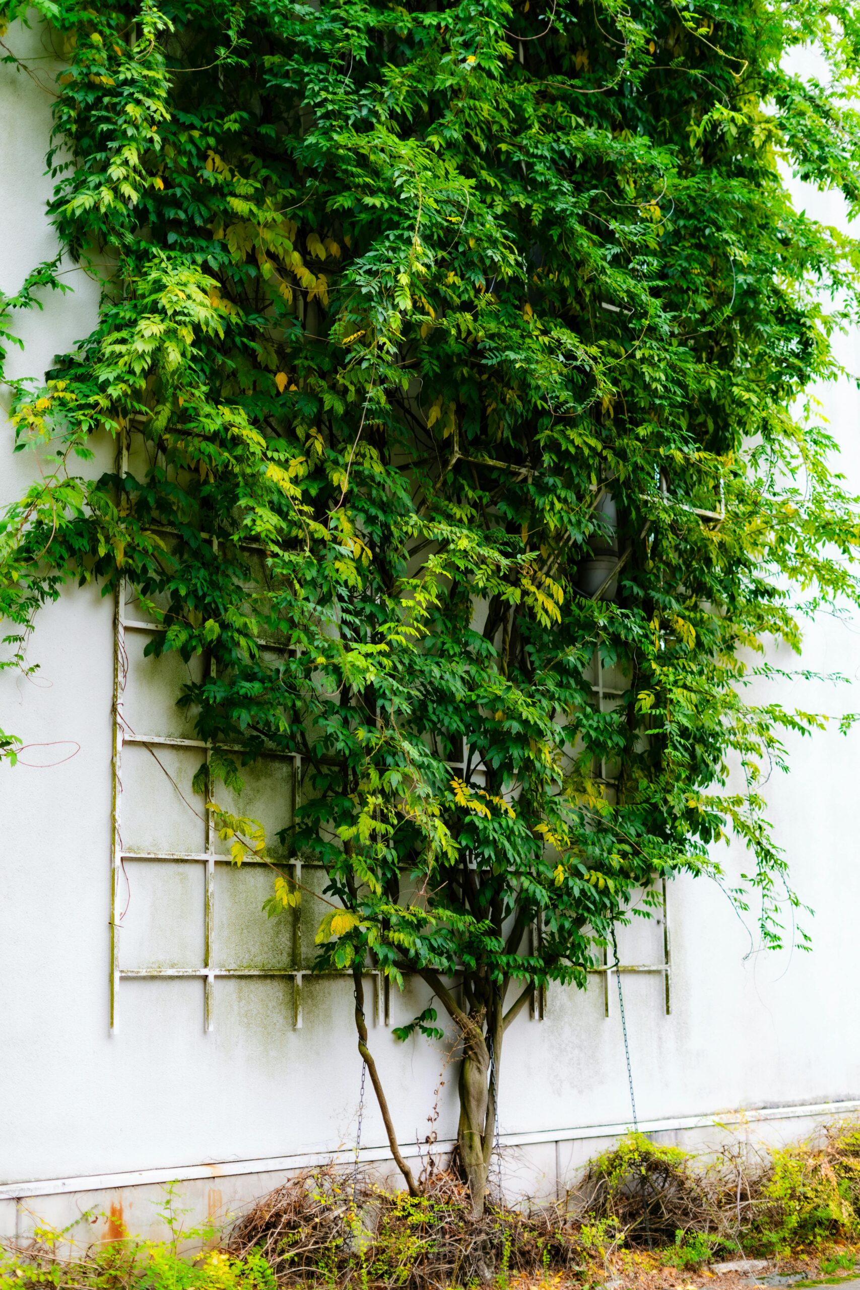 A tree growing on a wall espalier showing vertical gardening for beginners and how to grow food in small spaces