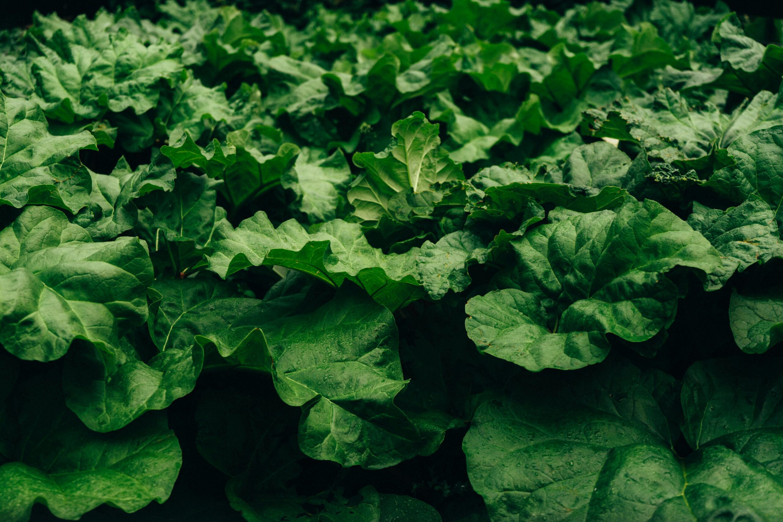 Growing rhubarb in southern gardens and heat tolerant rhubarb