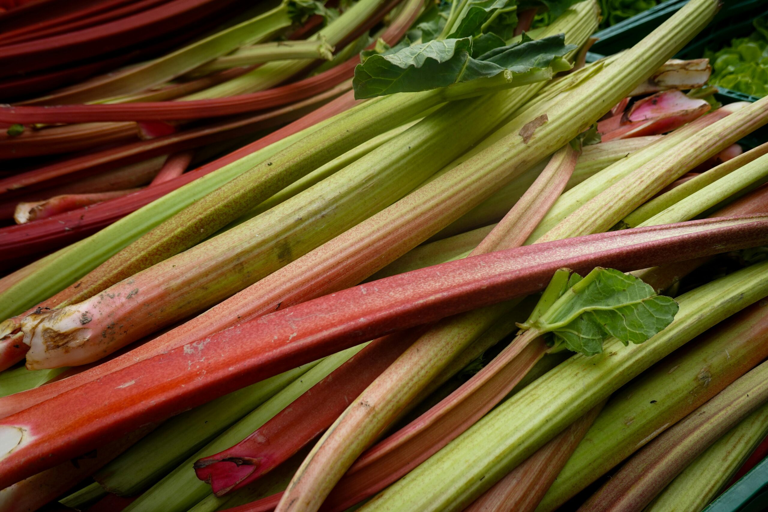 Rhubarb stalks showing how to grow rhubarb and how to grow rhubarb in a hot climate