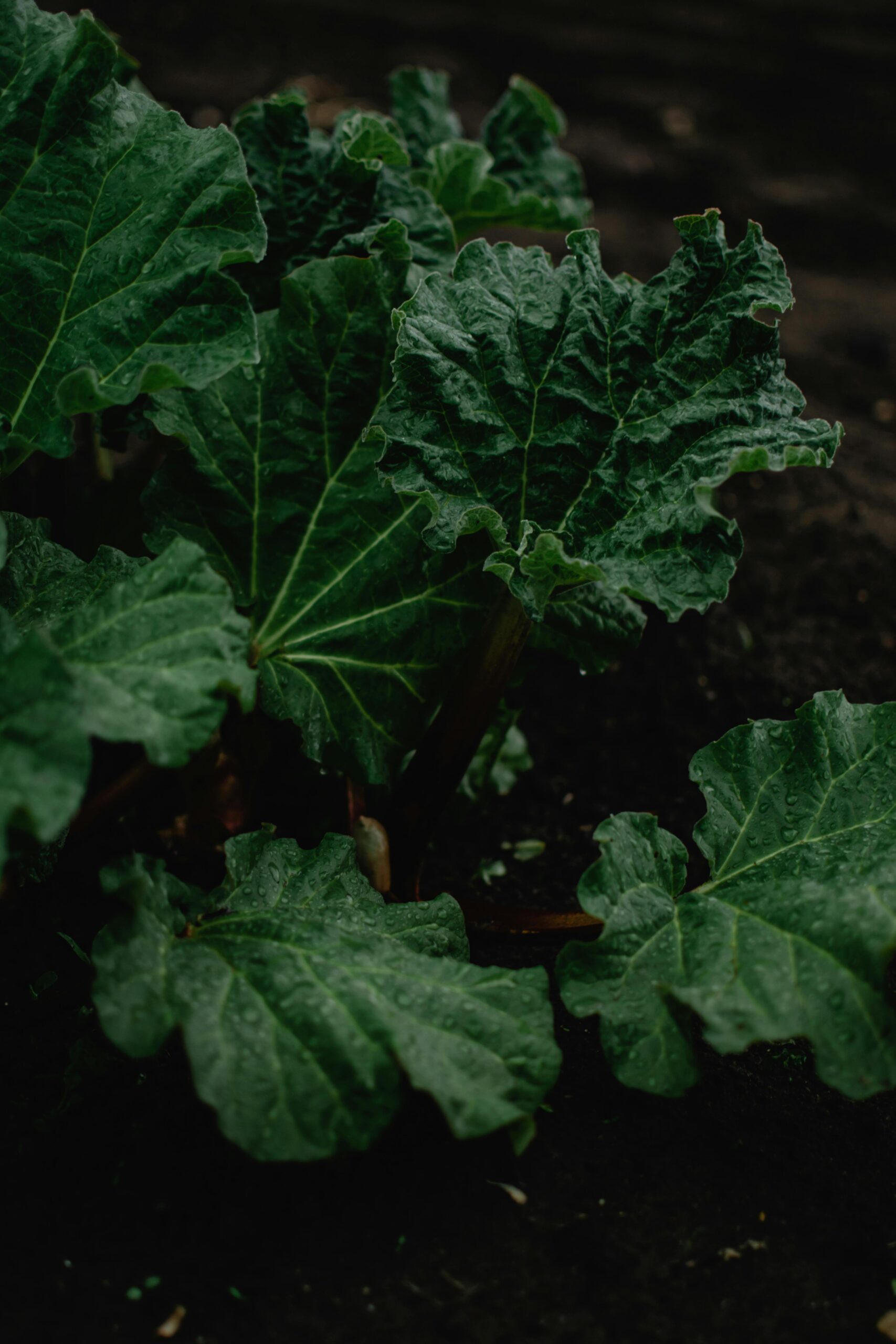Rhubarb leaves while growing rhubarb in warm climate and growing rhubarb in Texas