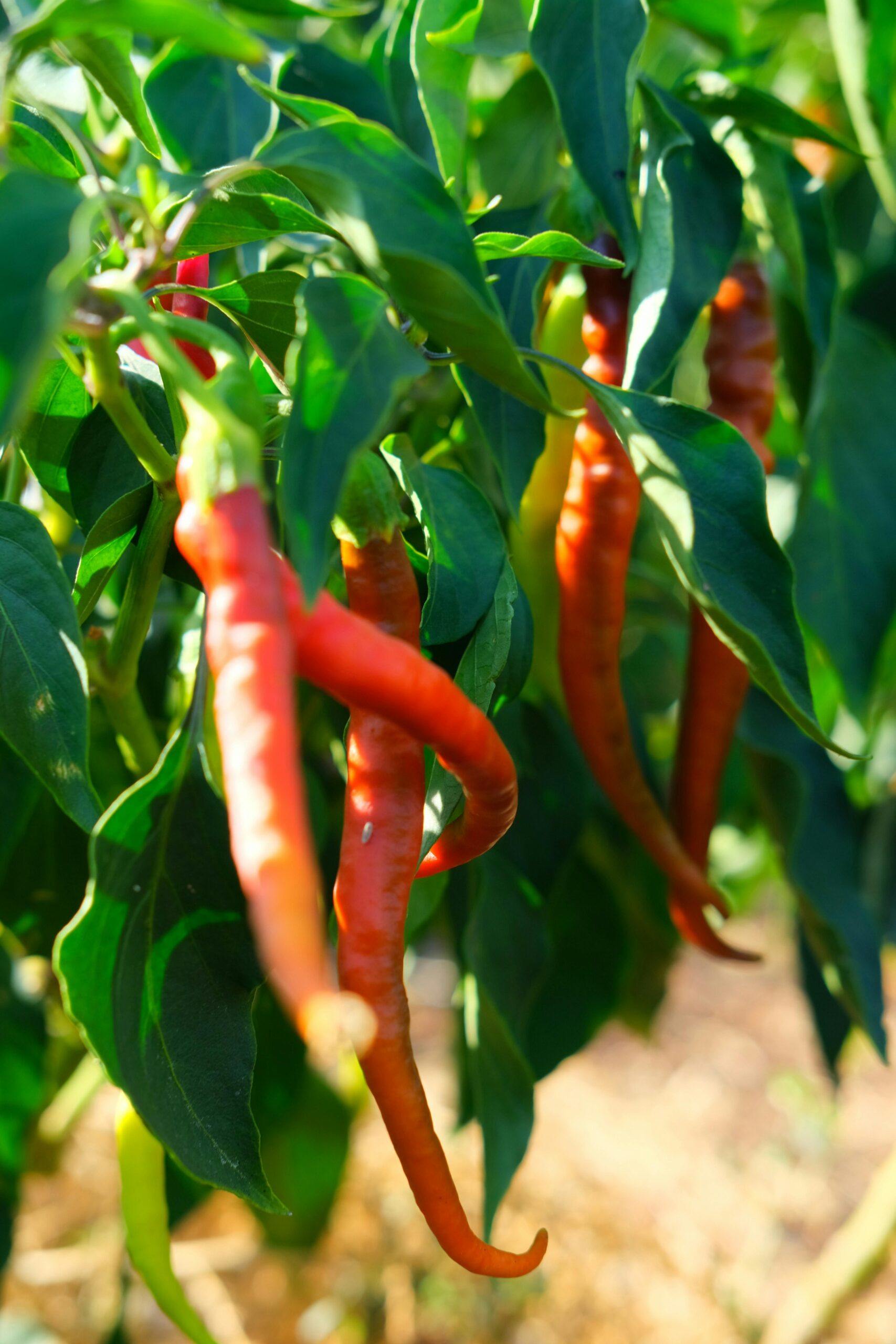 Peppers are heat tolerant vegetablesand vegetables that grow in hot weather