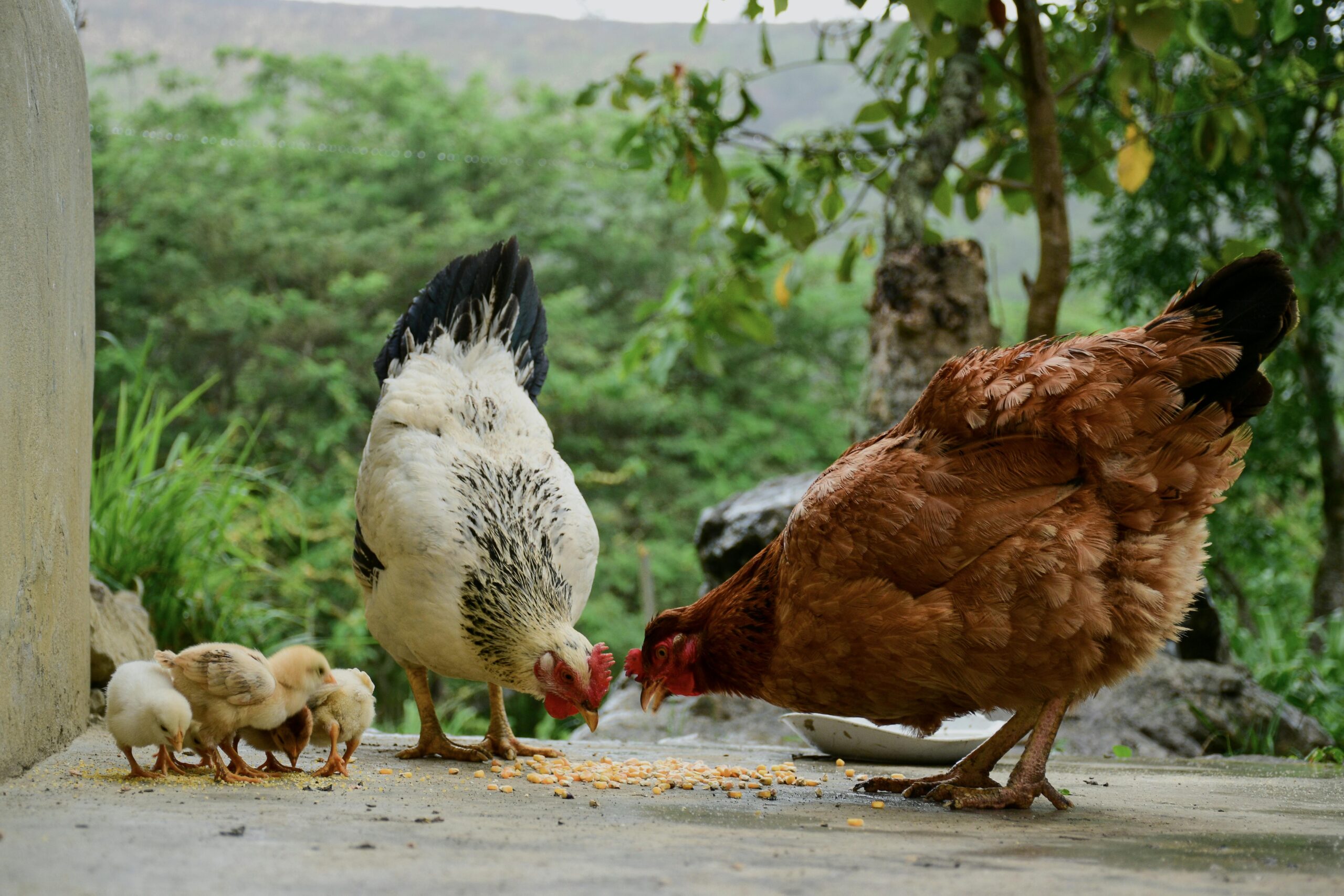 Chickens eating in a small homestead design showing the best layout for a small homestead